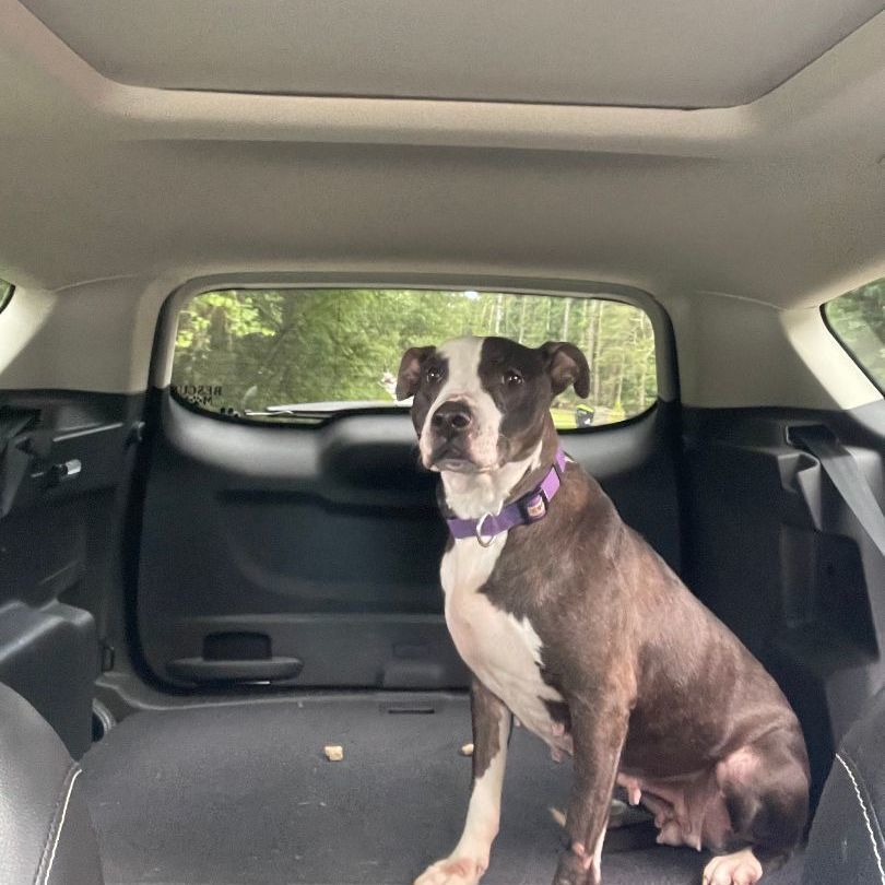 Enlarge Priscilla D, a Adoptable mixed breed in Roswell, GA image 2/6