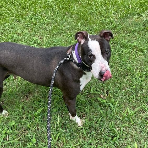 Enlarge Priscilla D, a Adoptable mixed breed in Roswell, GA image 1/6