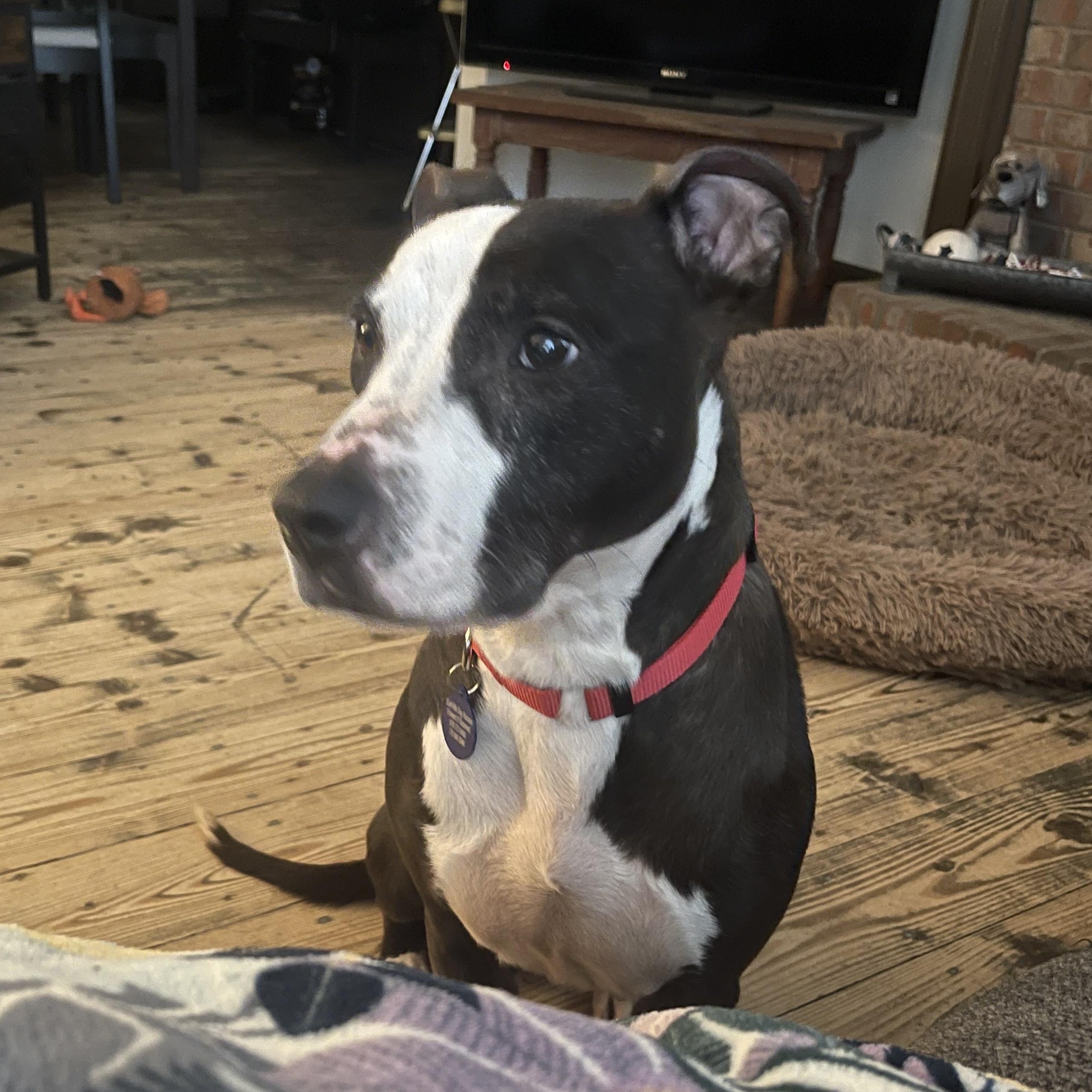 Priscilla D, Adoptable, Senior Female Pit Bull Terrier.