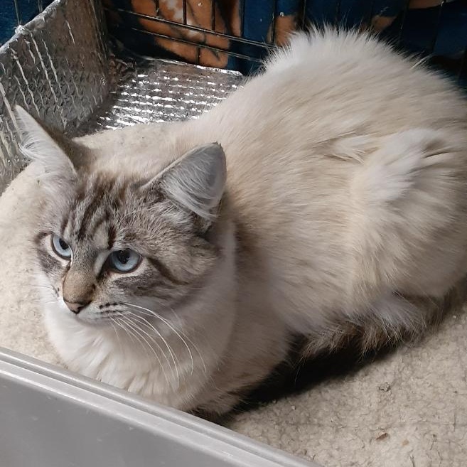 Cypress, adopted, Young Female Siamese.