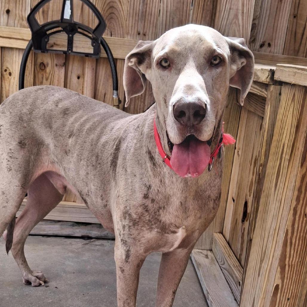 Enlarge Ice, a Adoptable Great Dane in Freeport, FL image 1/6