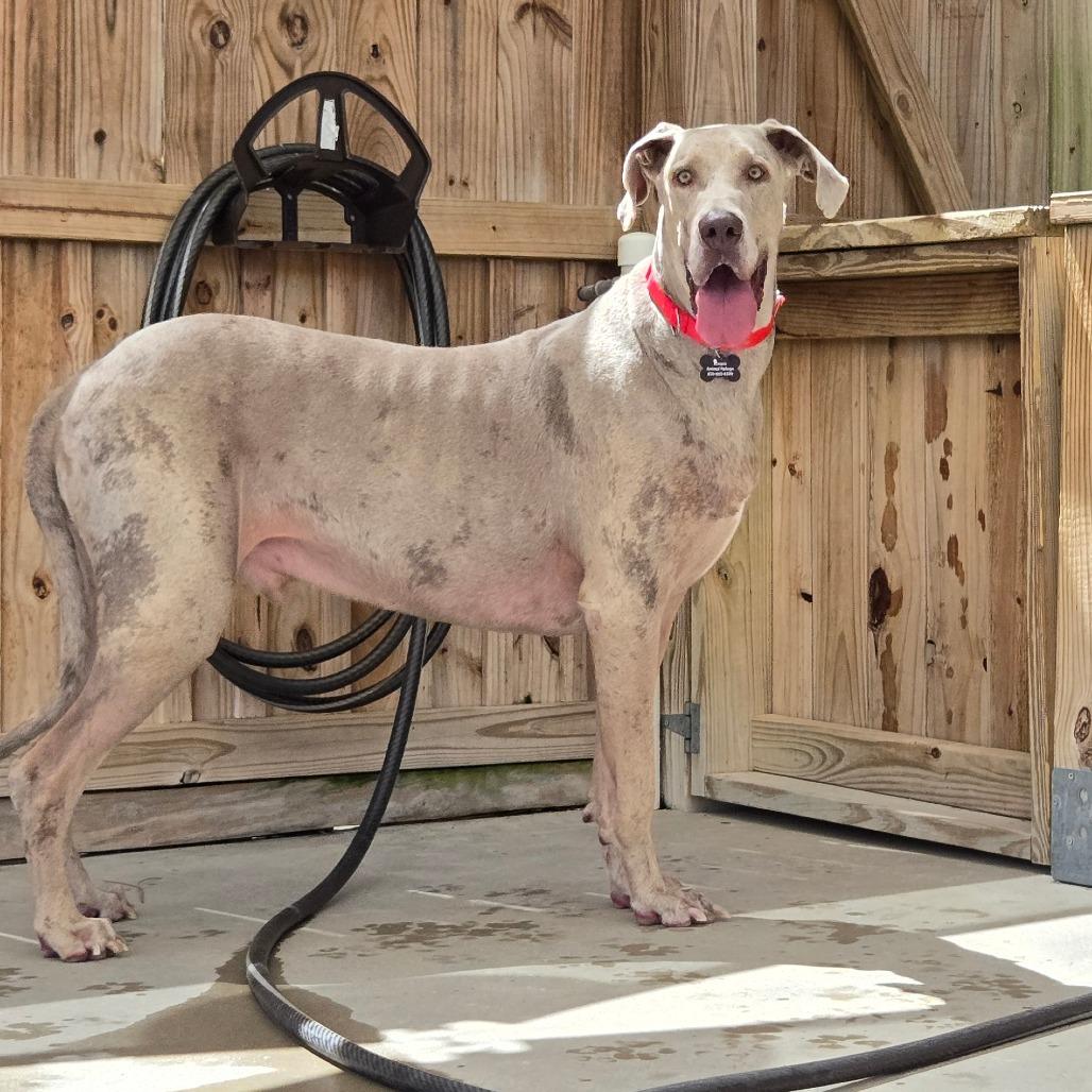 Enlarge Ice, a Adoptable Great Dane in Freeport, FL image 2/6