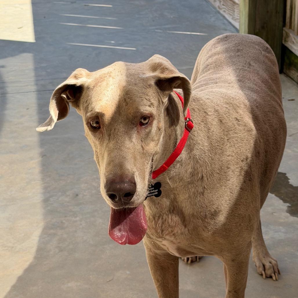 Enlarge Ice, a Adoptable Great Dane in Freeport, FL image 3/6