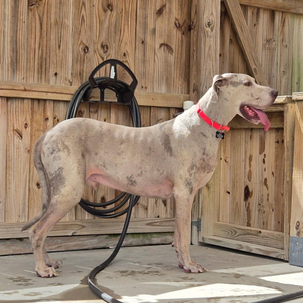 Enlarge Ice, a Adoptable Great Dane in Freeport, FL image 4/6