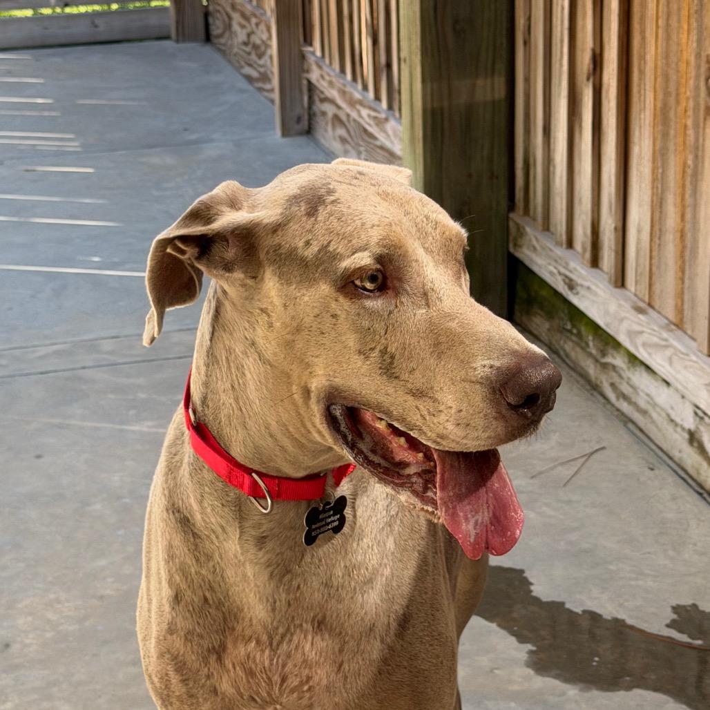 Enlarge Ice, a Adoptable Great Dane in Freeport, FL image 5/6