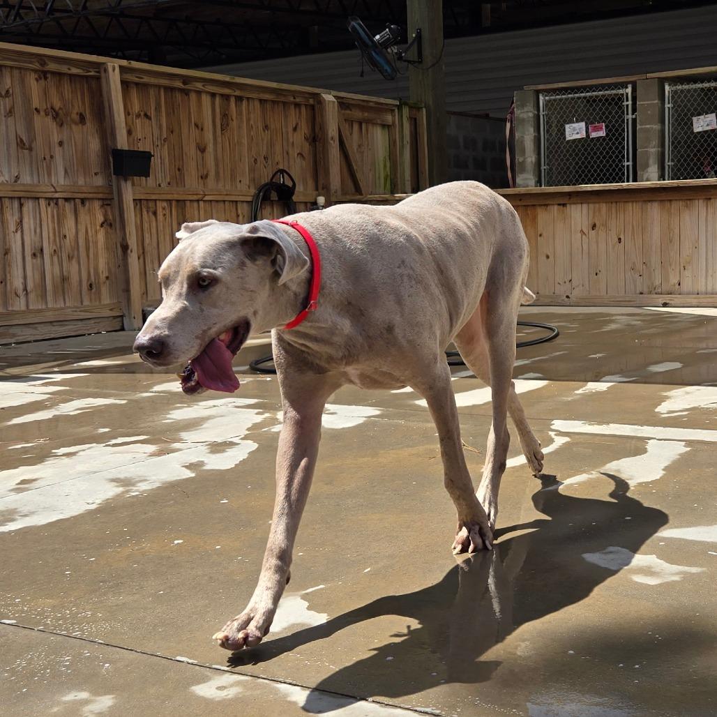 Enlarge Ice, a Adoptable Great Dane in Freeport, FL image 6/6