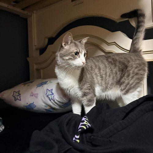 Pluto, Adoptable, Young Male Domestic Short Hair & Domestic Short Hair.