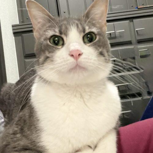 Enlarge Pluto, a Adoptable mixed breed in Edmond, OK image 2/6