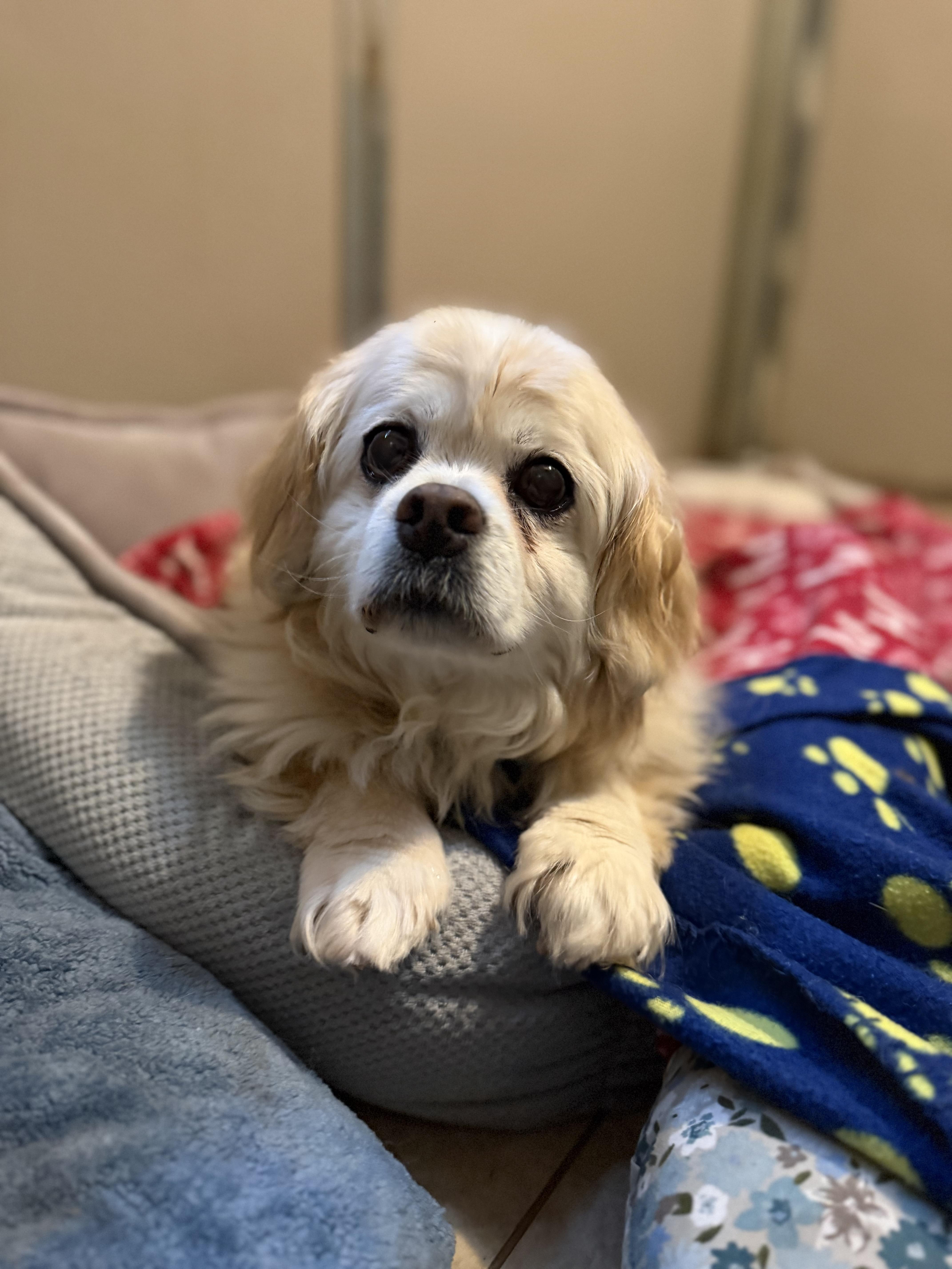 Jennie, a ADOPTABLE mixed breed in Catlett, VA image 4/6