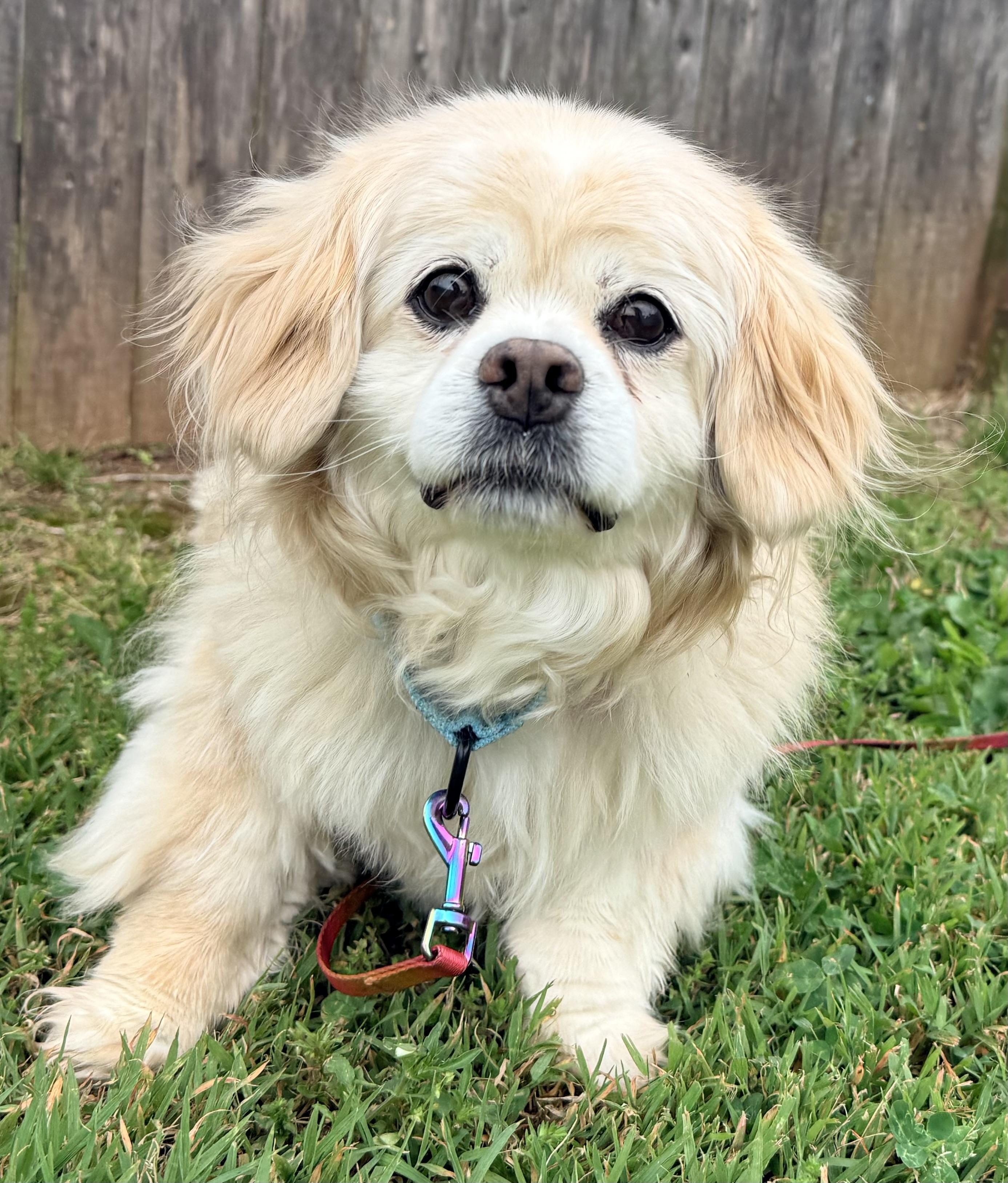 Jennie, ADOPTABLE, Senior Female Pekingese.