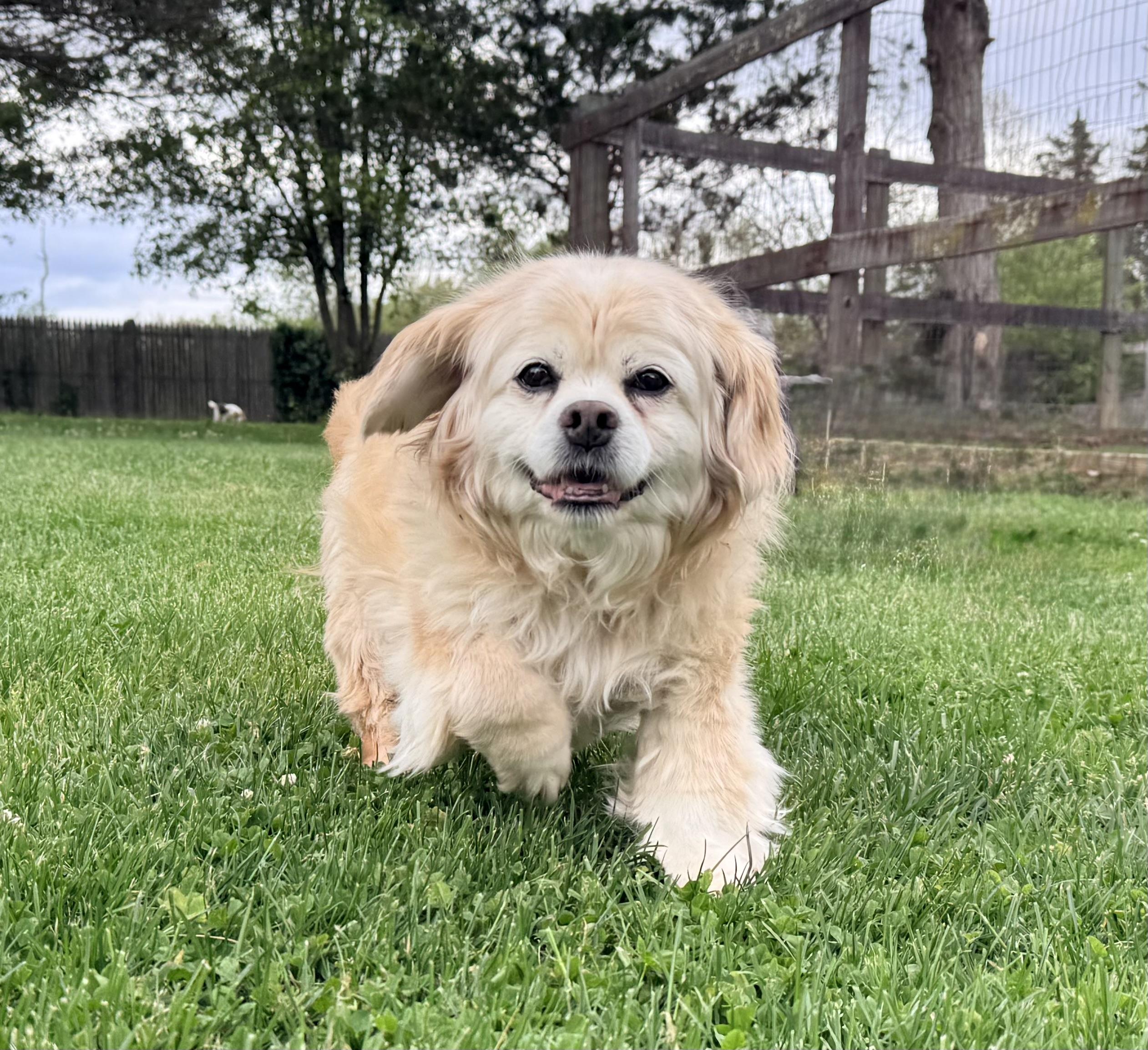 Jennie, a ADOPTABLE mixed breed in Catlett, VA image 2/6