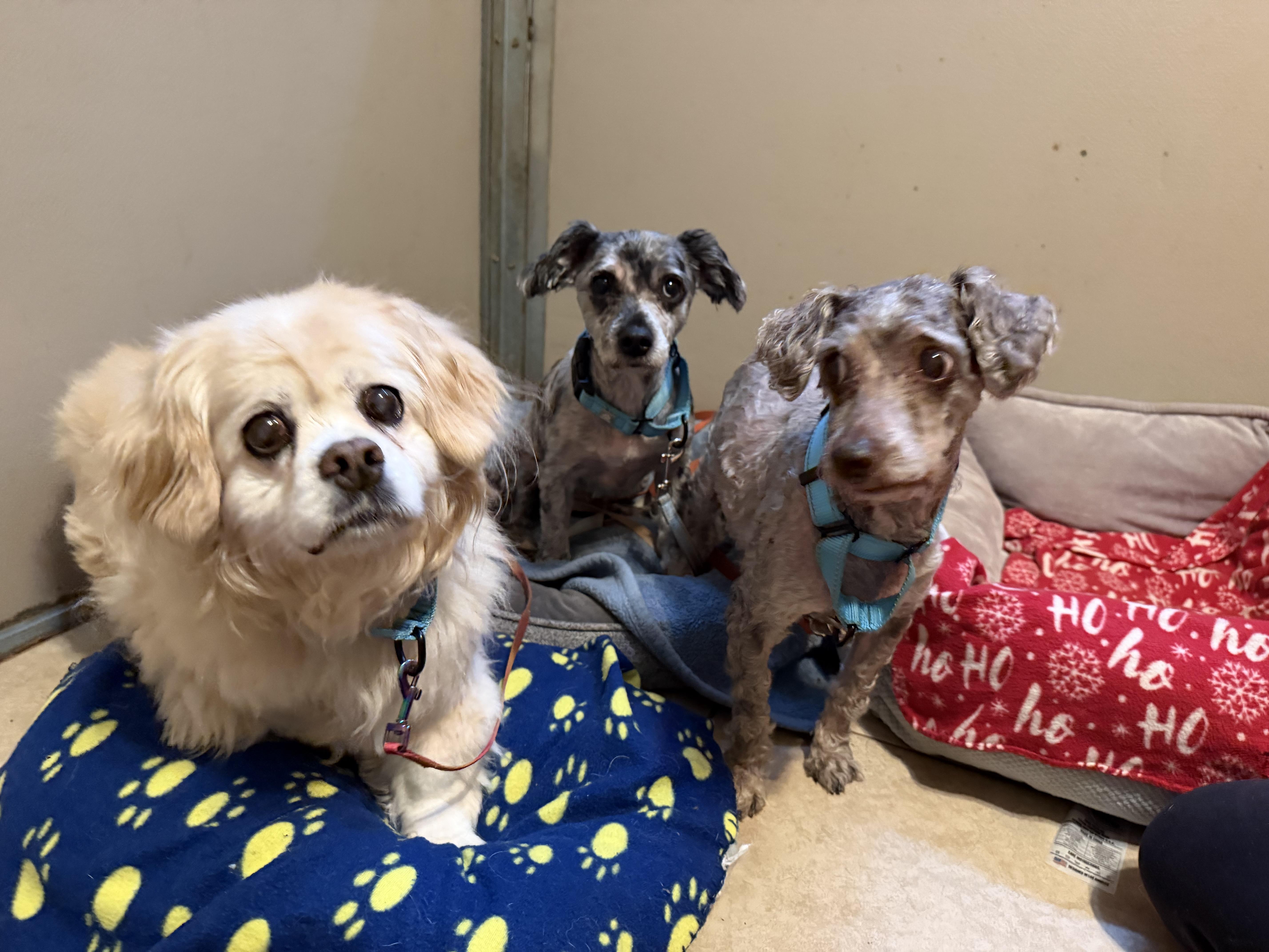 Jennie, a ADOPTABLE mixed breed in Catlett, VA image 6/6