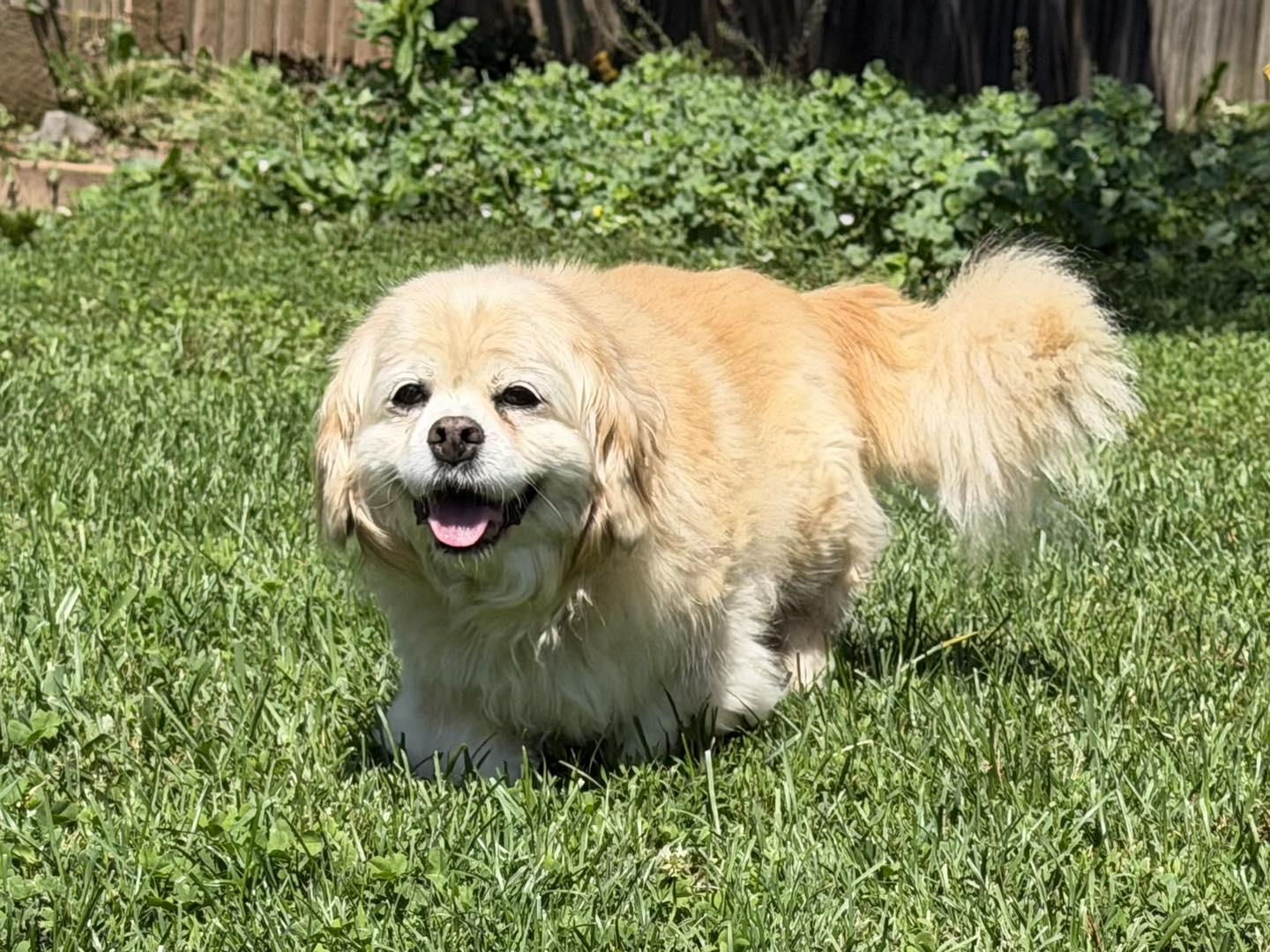 Enlarge Jennie, an adopted mixed breed in Catlett, VA image 6/6