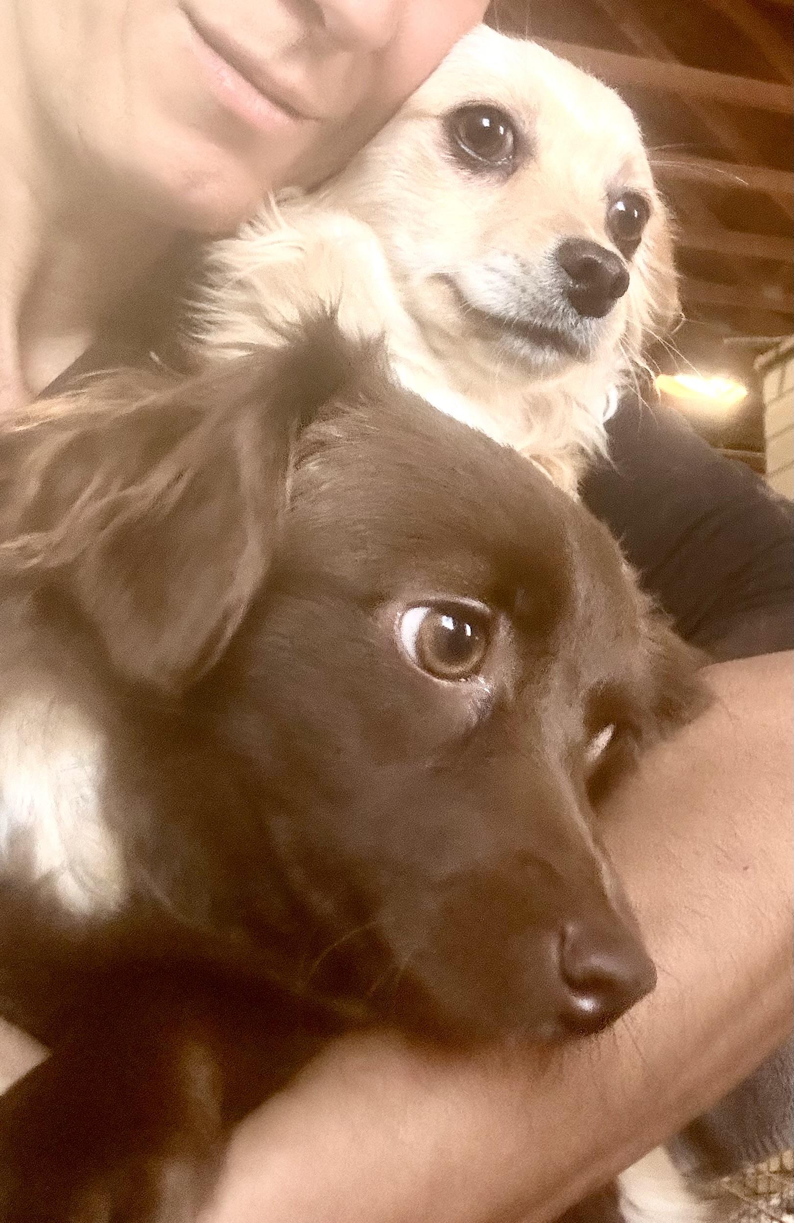 Mila, Baby Female Dachshund (Long Haired)