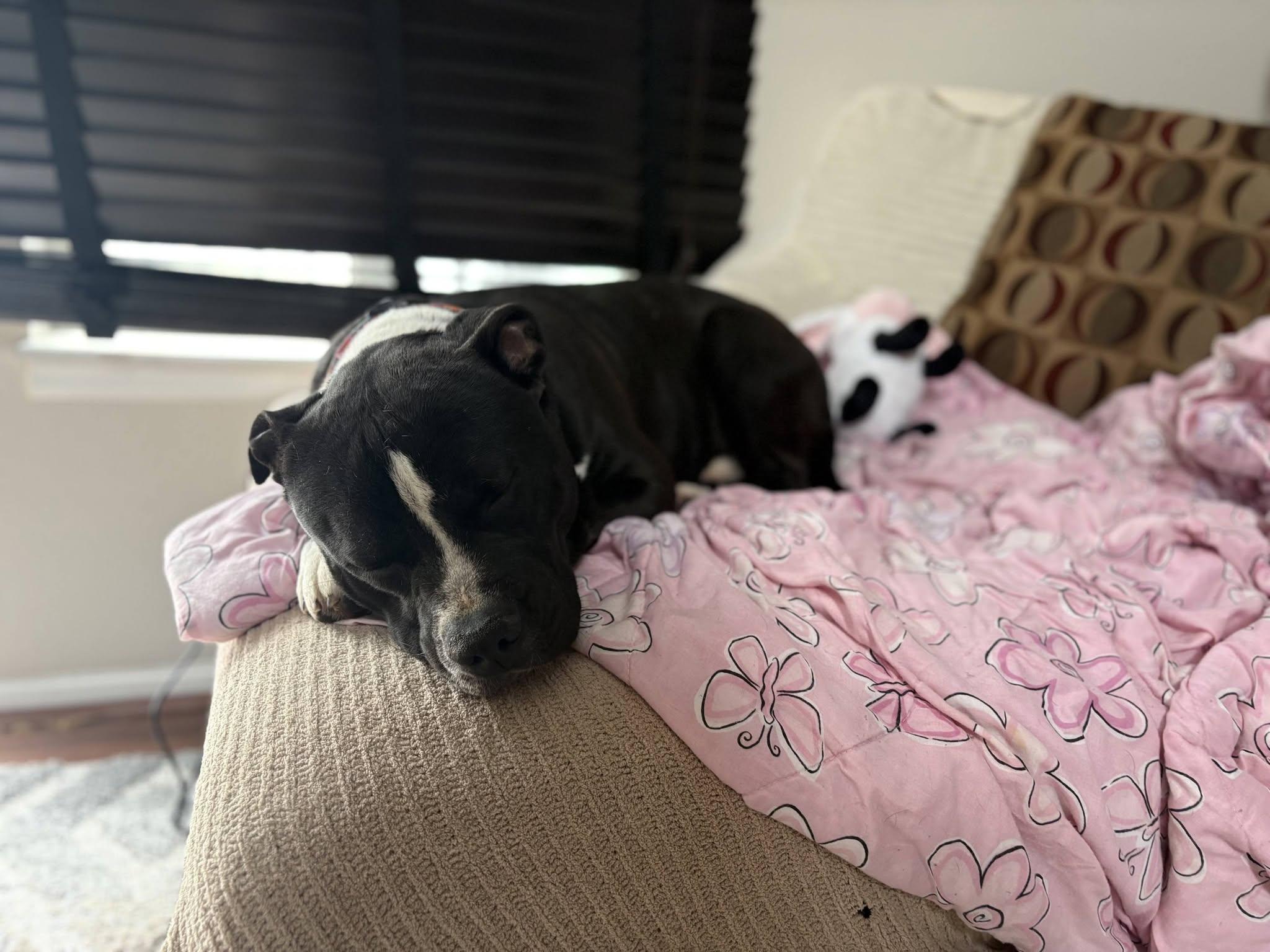 Clyde, Adopted, Adult Male American Bulldog.