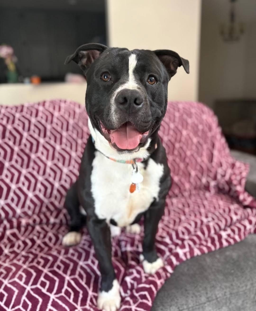 Enlarge Clyde, a Adopted mixed breed in Colorado Springs, CO image 2/2