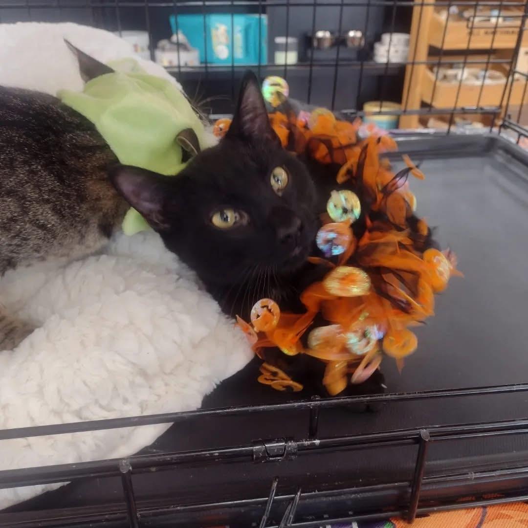 Enlarge Mozzarella, a Adoptable Domestic Short Hair in Bridgewater, NJ image 1/2