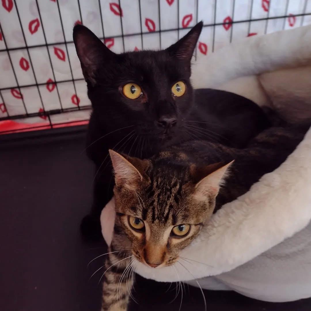 Enlarge Mozzarella, a Adoptable Domestic Short Hair in Bridgewater, NJ image 2/2