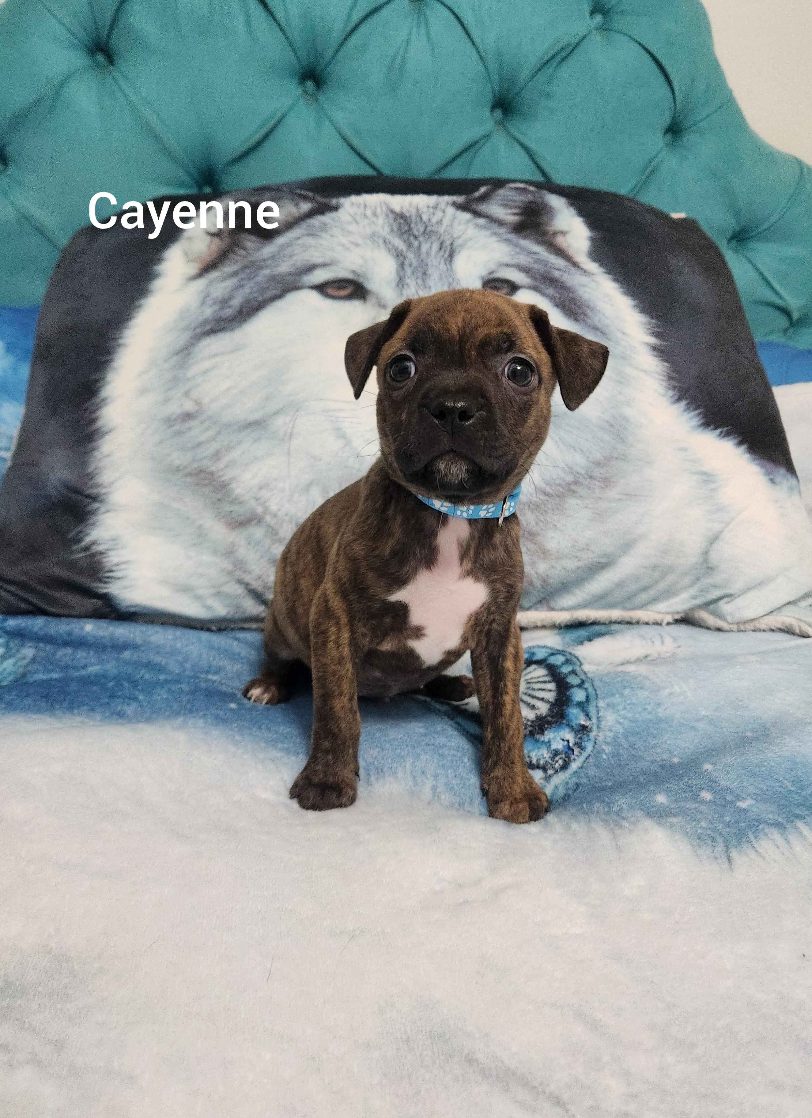 Cayenne ( Orlando Fl), a ADOPTABLE mixed breed in Orlando, FL image 2/5