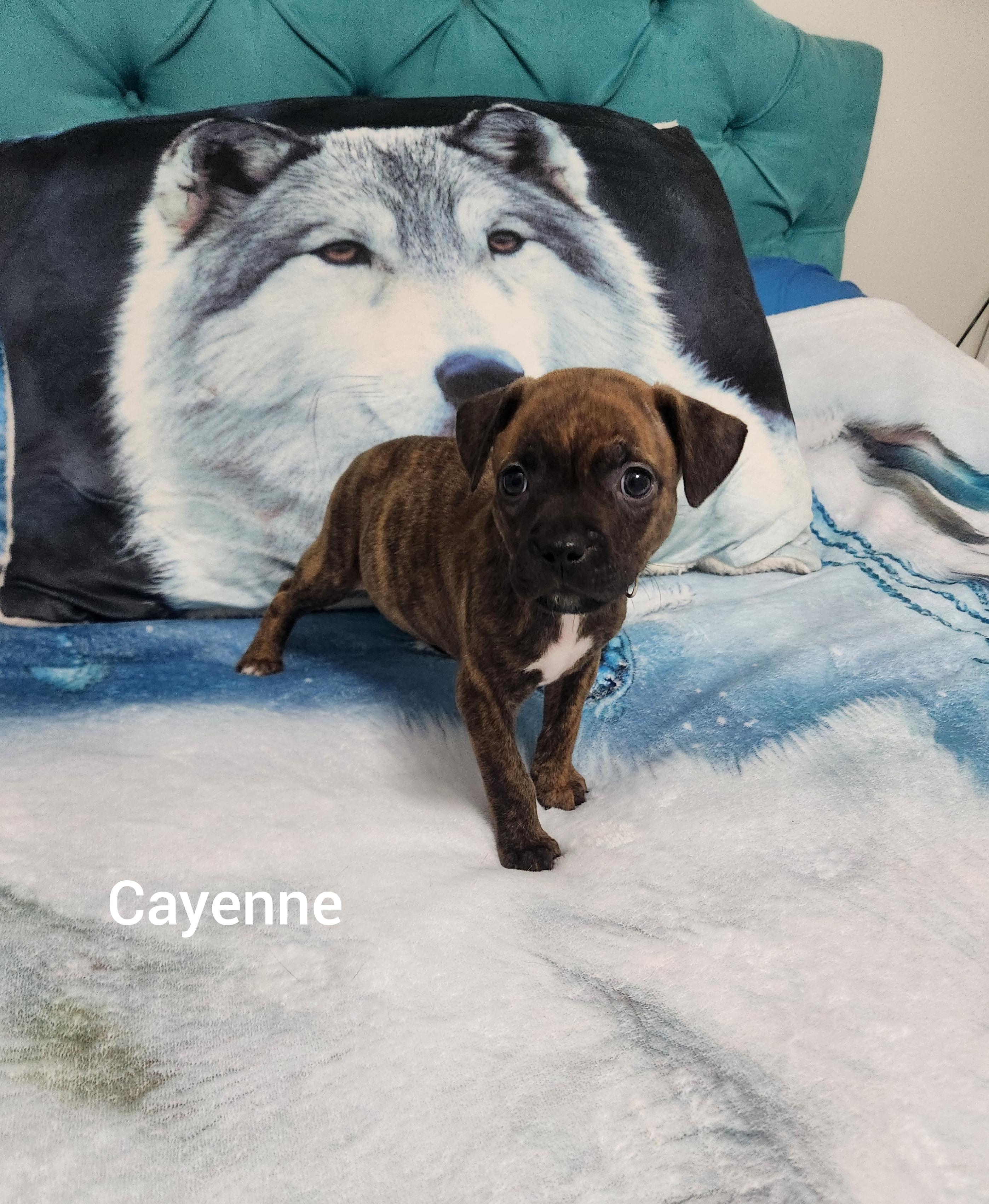 Cayenne ( Orlando Fl), a ADOPTABLE mixed breed in Orlando, FL image 4/5