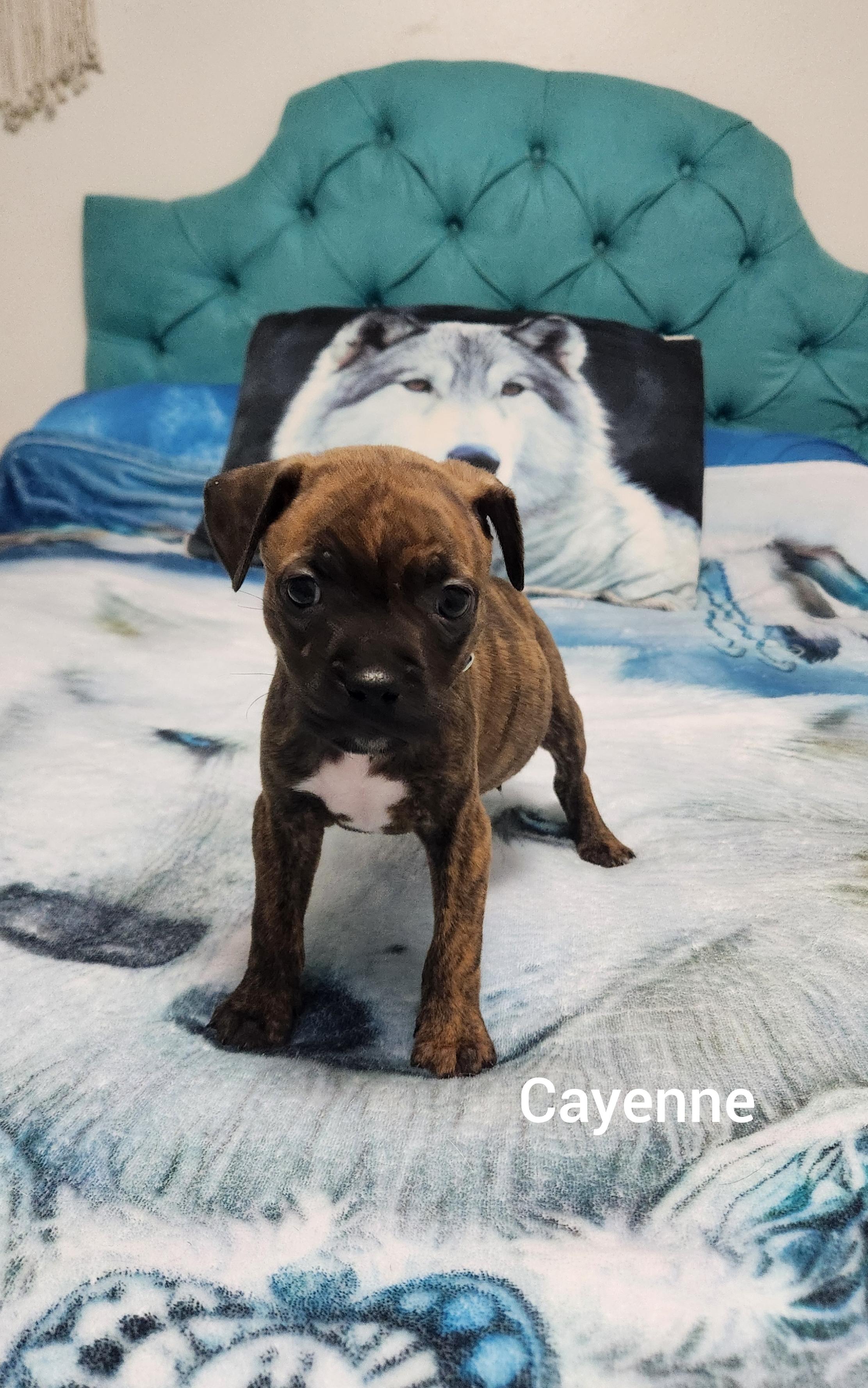 Cayenne ( Orlando Fl), a ADOPTABLE mixed breed in Orlando, FL image 5/5