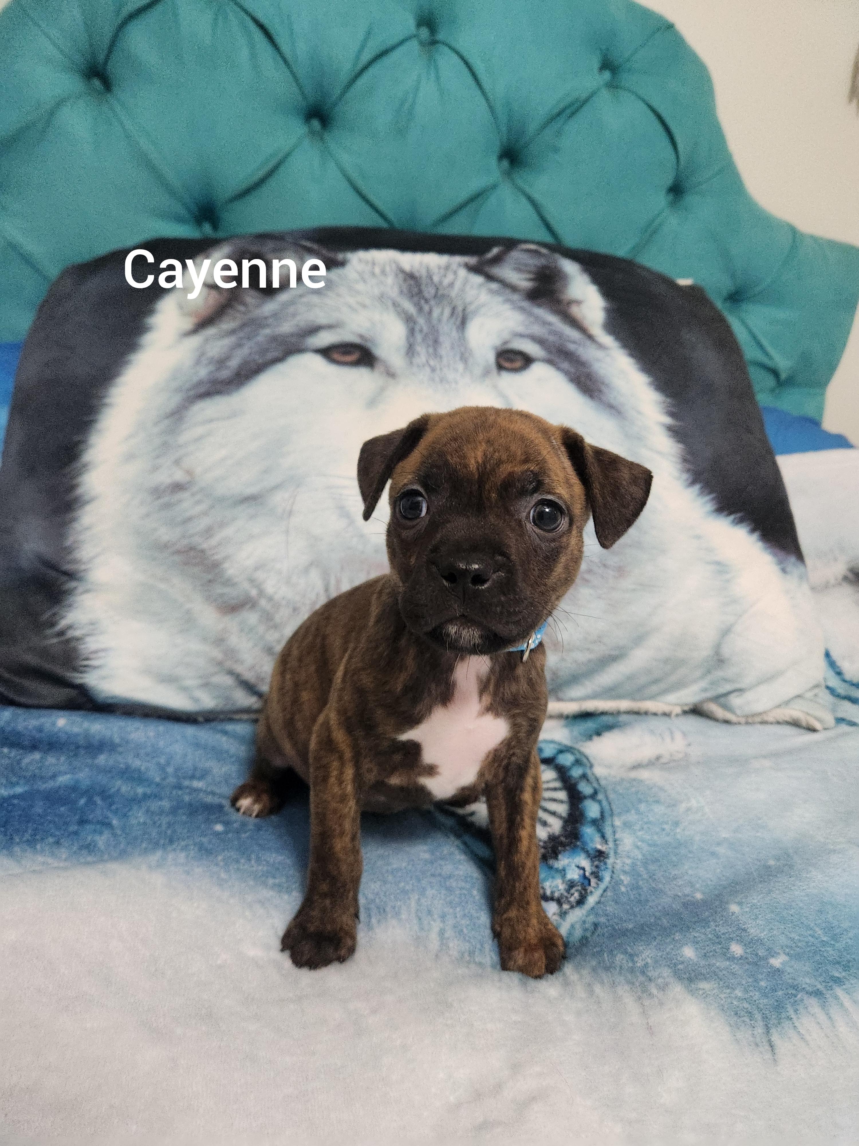 Cayenne ( Orlando Fl), ADOPTABLE, Puppy Male Boston Terrier & American Bulldog.