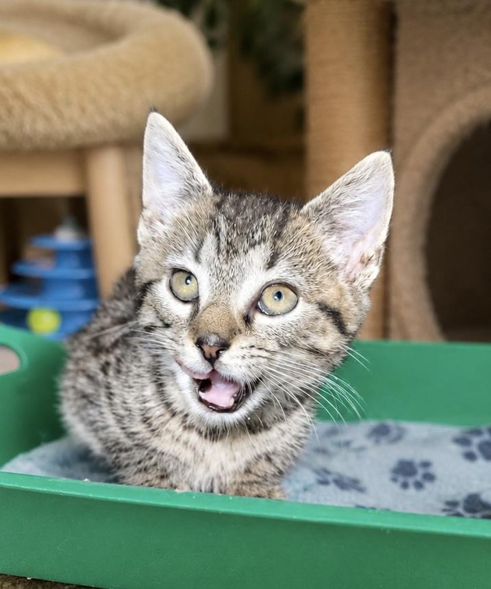 DeeDee, a Adoptable Domestic Short Hair in Sanford, NC image 2/3