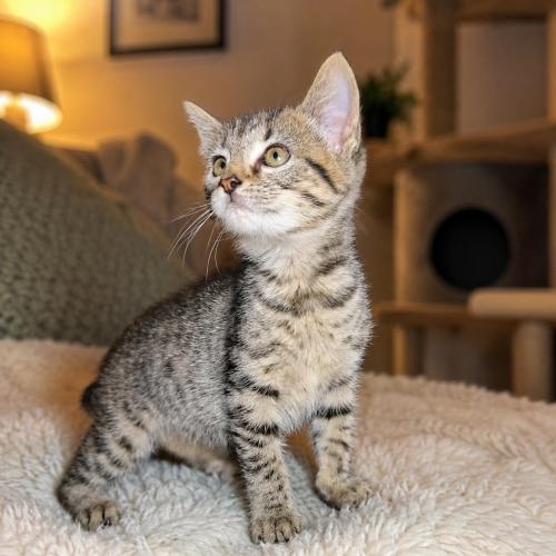 DeeDee, a Adoptable Domestic Short Hair in Sanford, NC image 3/3