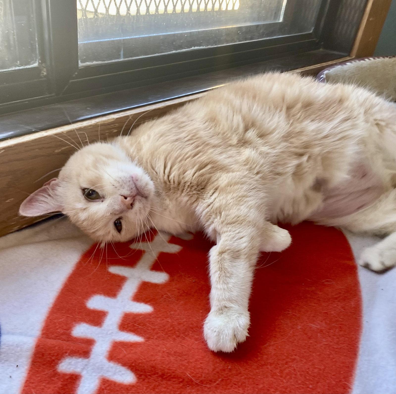 Cobbler, Adoptable, Senior Male Domestic Short Hair & Tabby.
