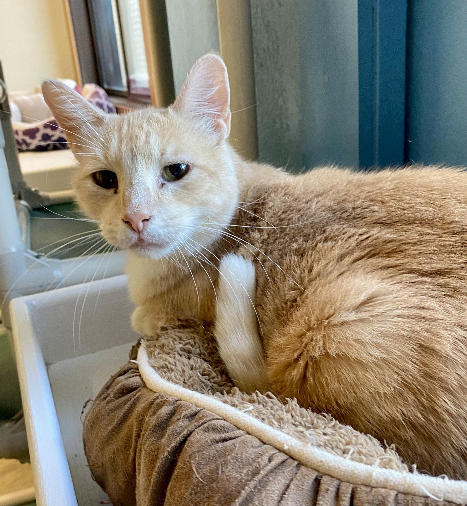 Enlarge Cobbler, a Adoptable mixed breed in Fargo, ND image 2/2
