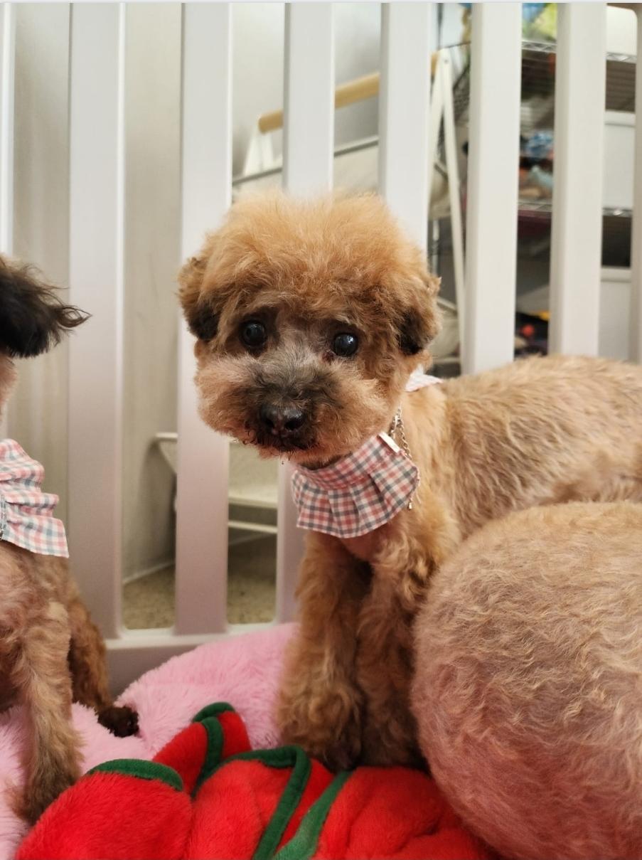 Toffee, Adopted, Adult Female Miniature Poodle & Yorkshire Terrier.