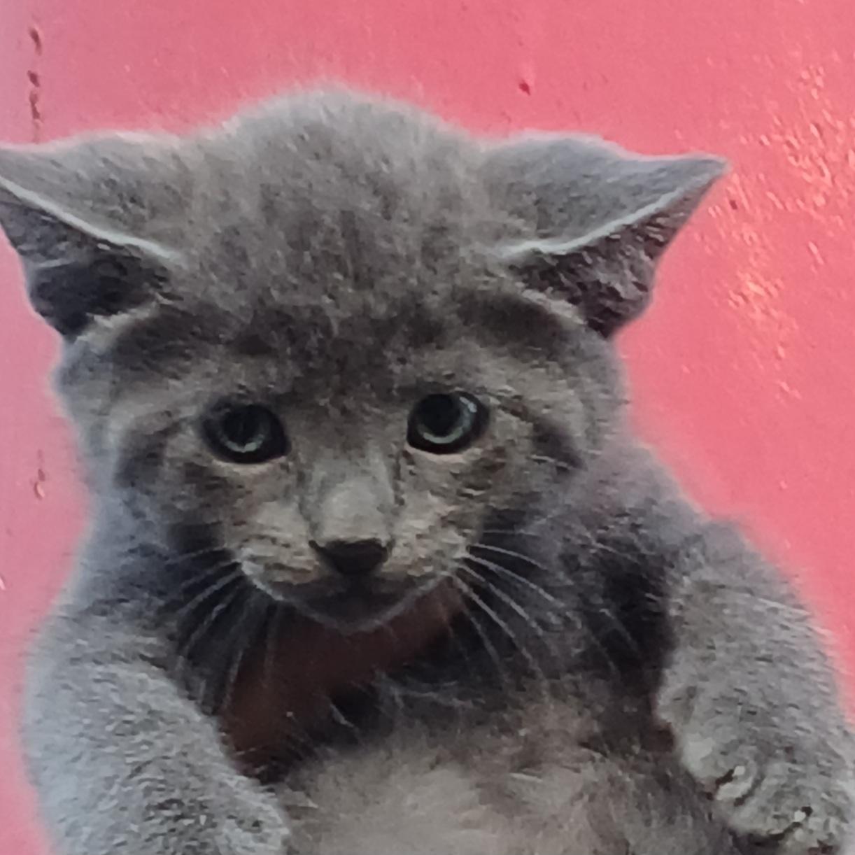 Tiny - G (CT-986725), a Adopted mixed breed in Winsted, CT image 4/5