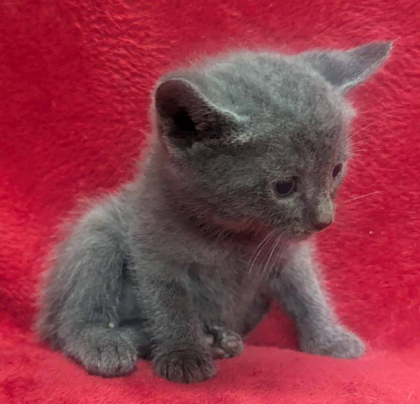 Tiny - G (CT-986725), a Adopted mixed breed in Winsted, CT image 2/5