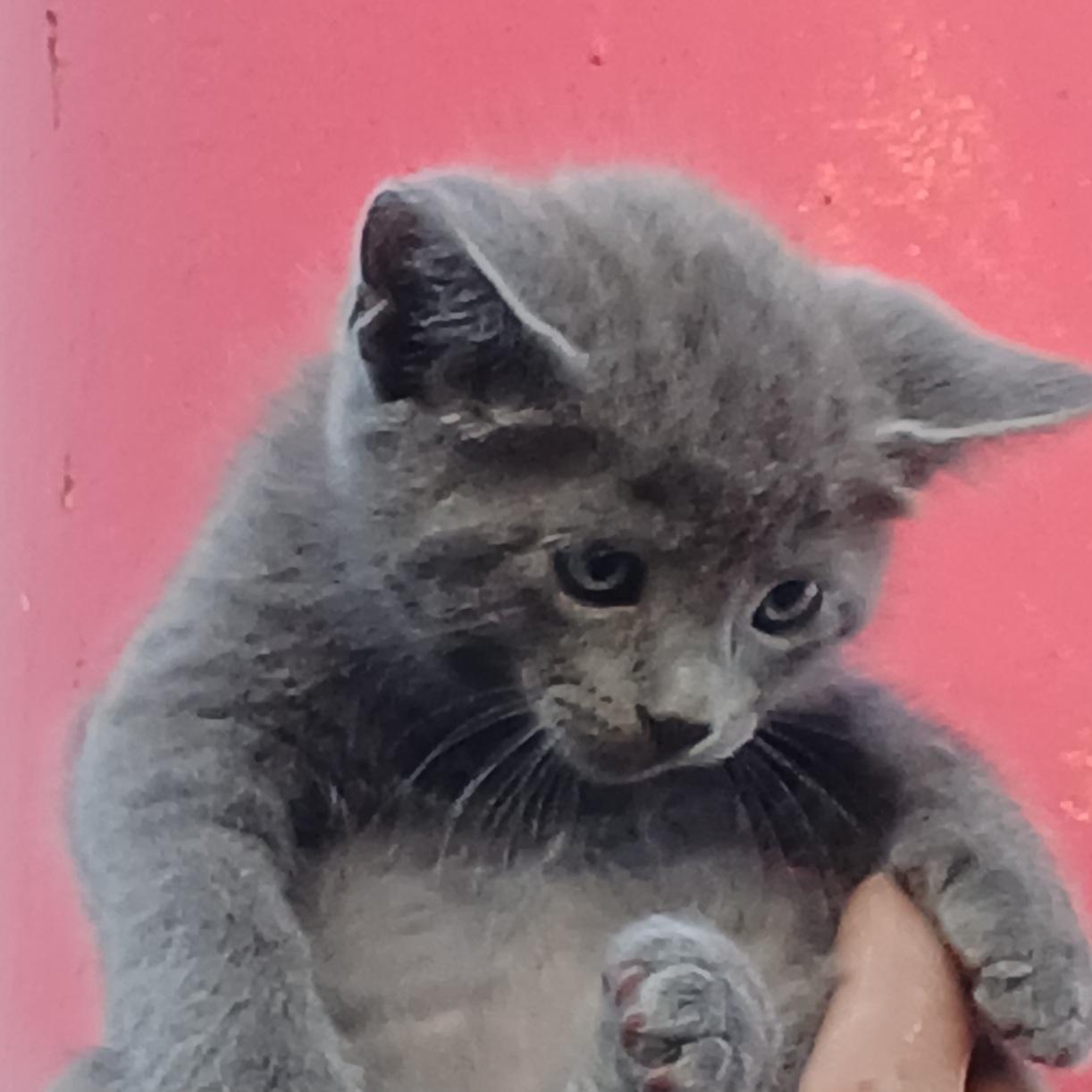 Tiny - G (CT-986725), a Adopted mixed breed in Winsted, CT image 5/5