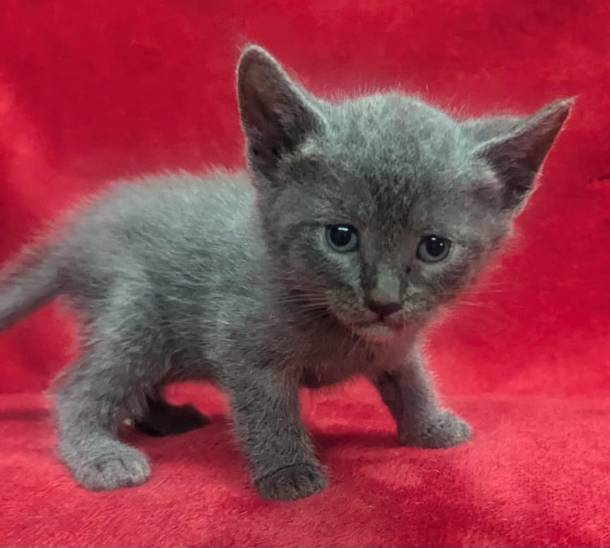 Tiny - G (CT-986725), Adopted, Kitten Male Domestic Short Hair.