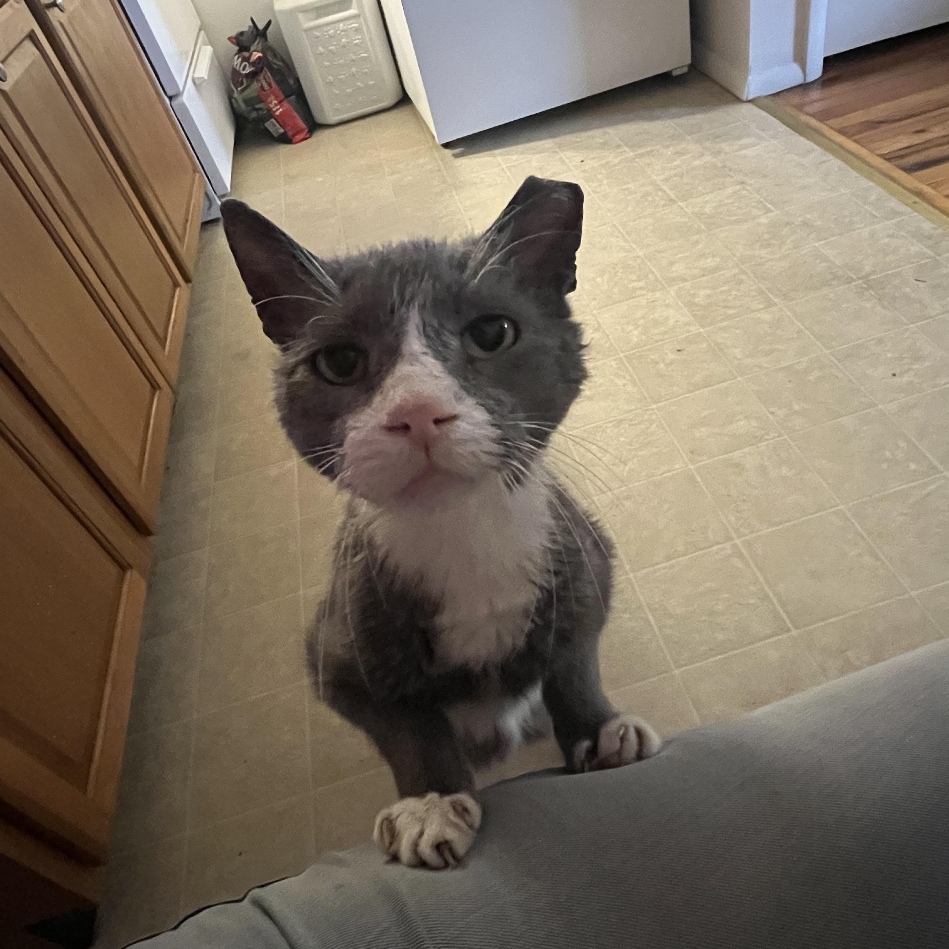 Enlarge Cloudy, a Adoptable Domestic Short Hair in Sussex, NJ image 5/5