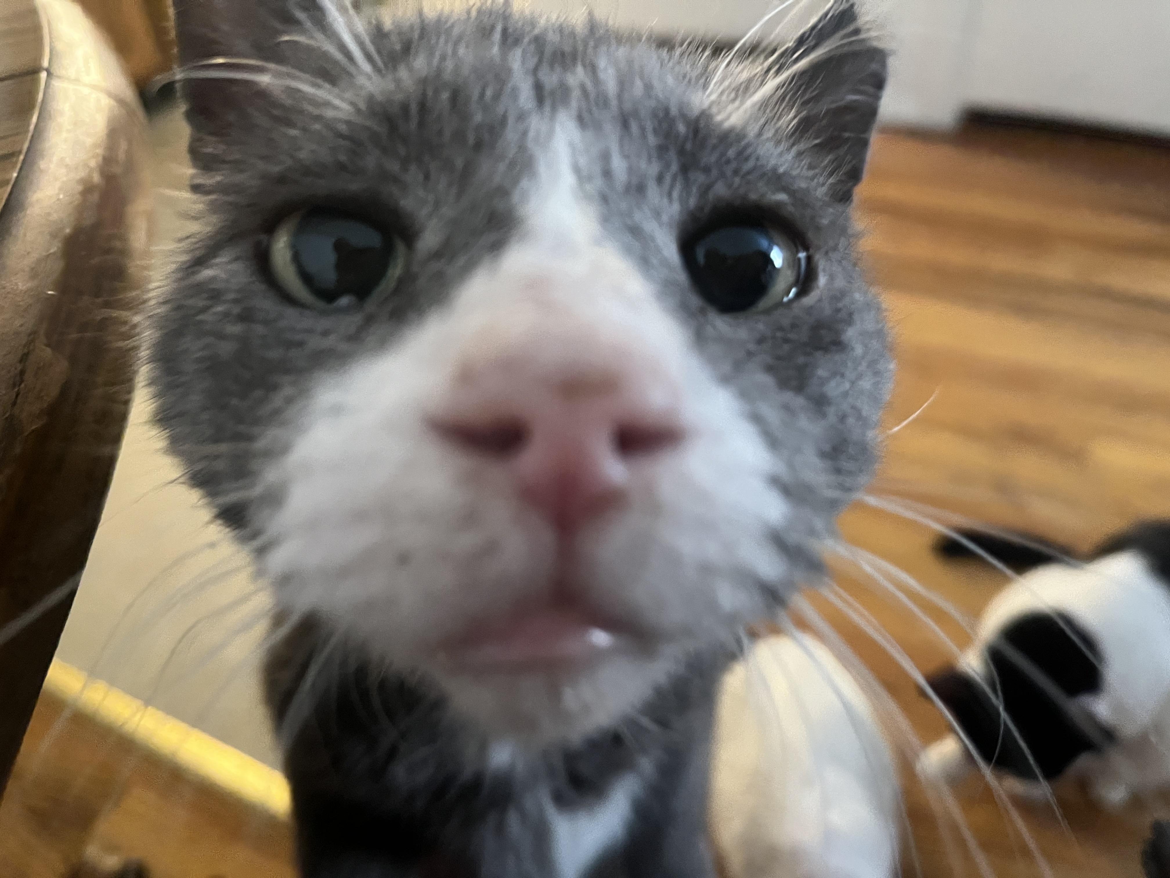 Enlarge Cloudy, a Adoptable Domestic Short Hair in Sussex, NJ image 3/5