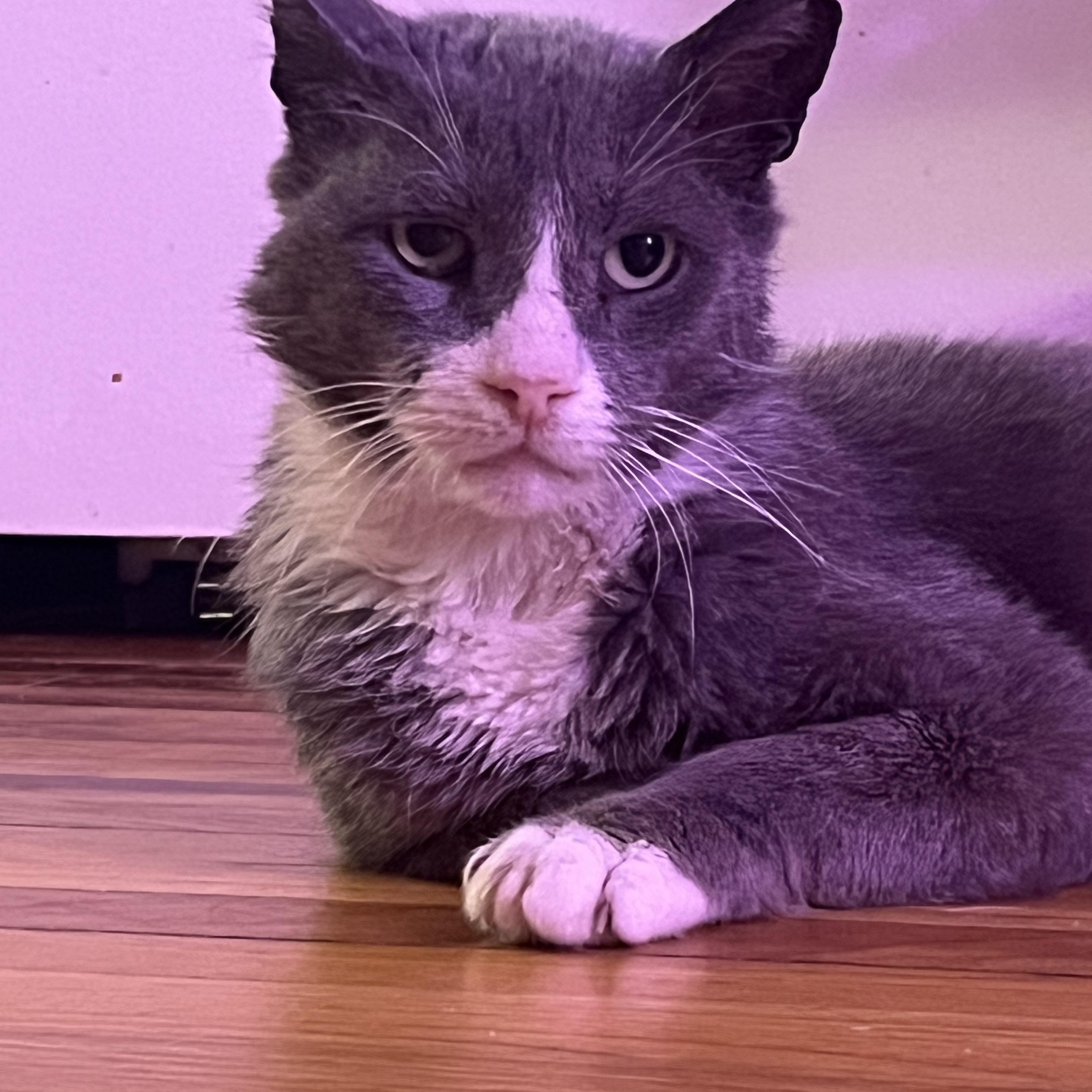 Enlarge Cloudy, a Adoptable Domestic Short Hair in Sussex, NJ image 1/3