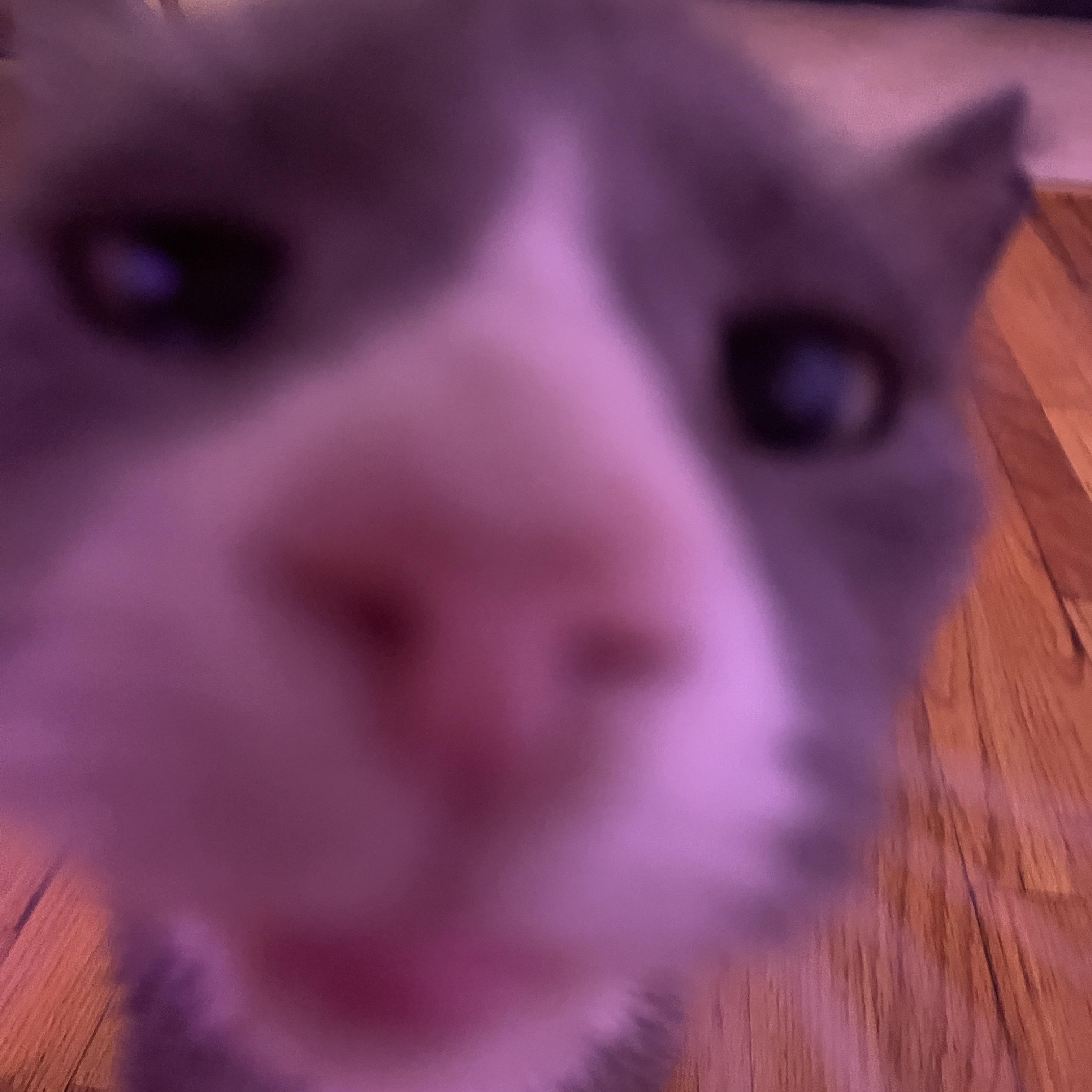 Enlarge Cloudy, a Adoptable Domestic Short Hair in Sussex, NJ image 2/3