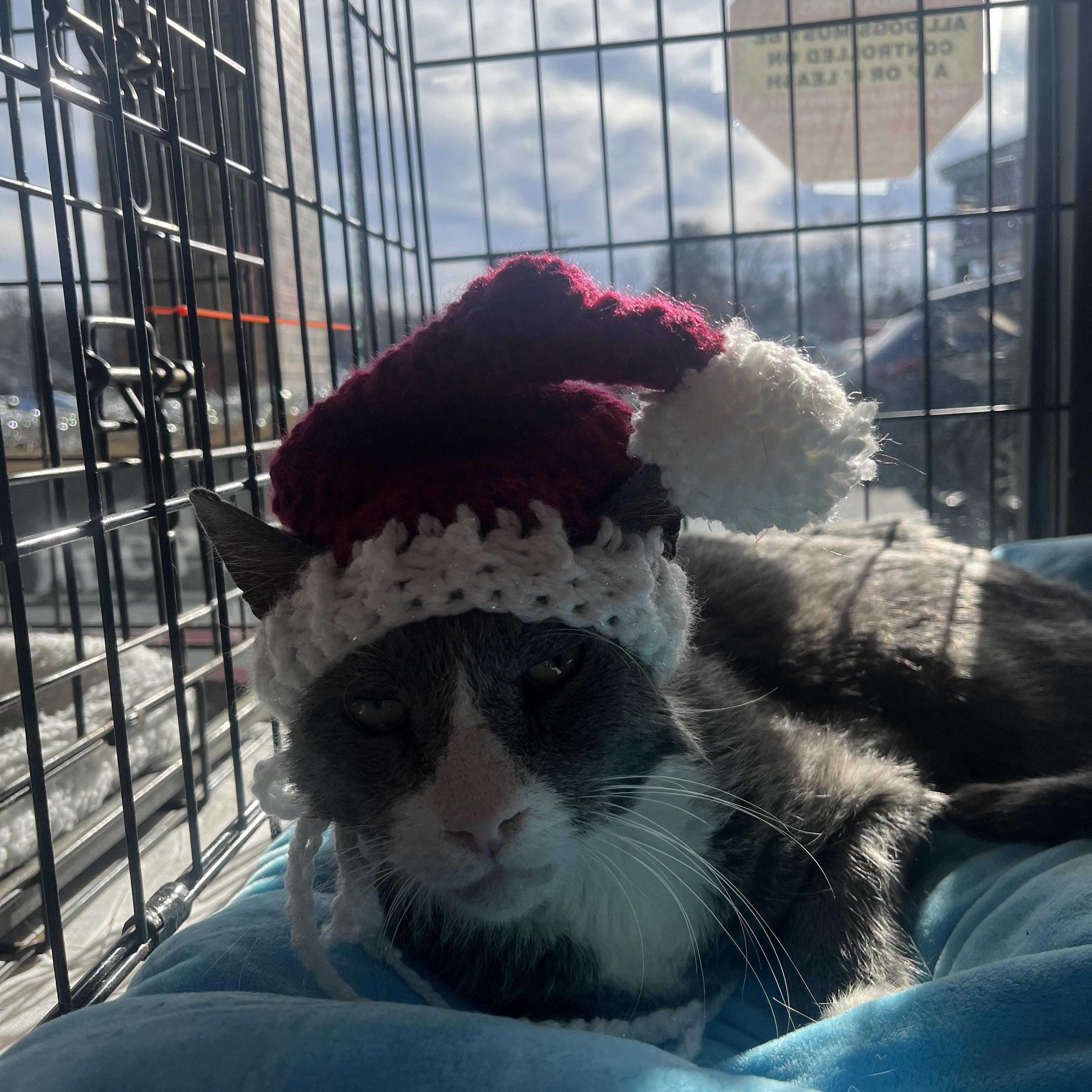 Enlarge Cloudy, a Adoptable Domestic Short Hair in Sussex, NJ image 4/5