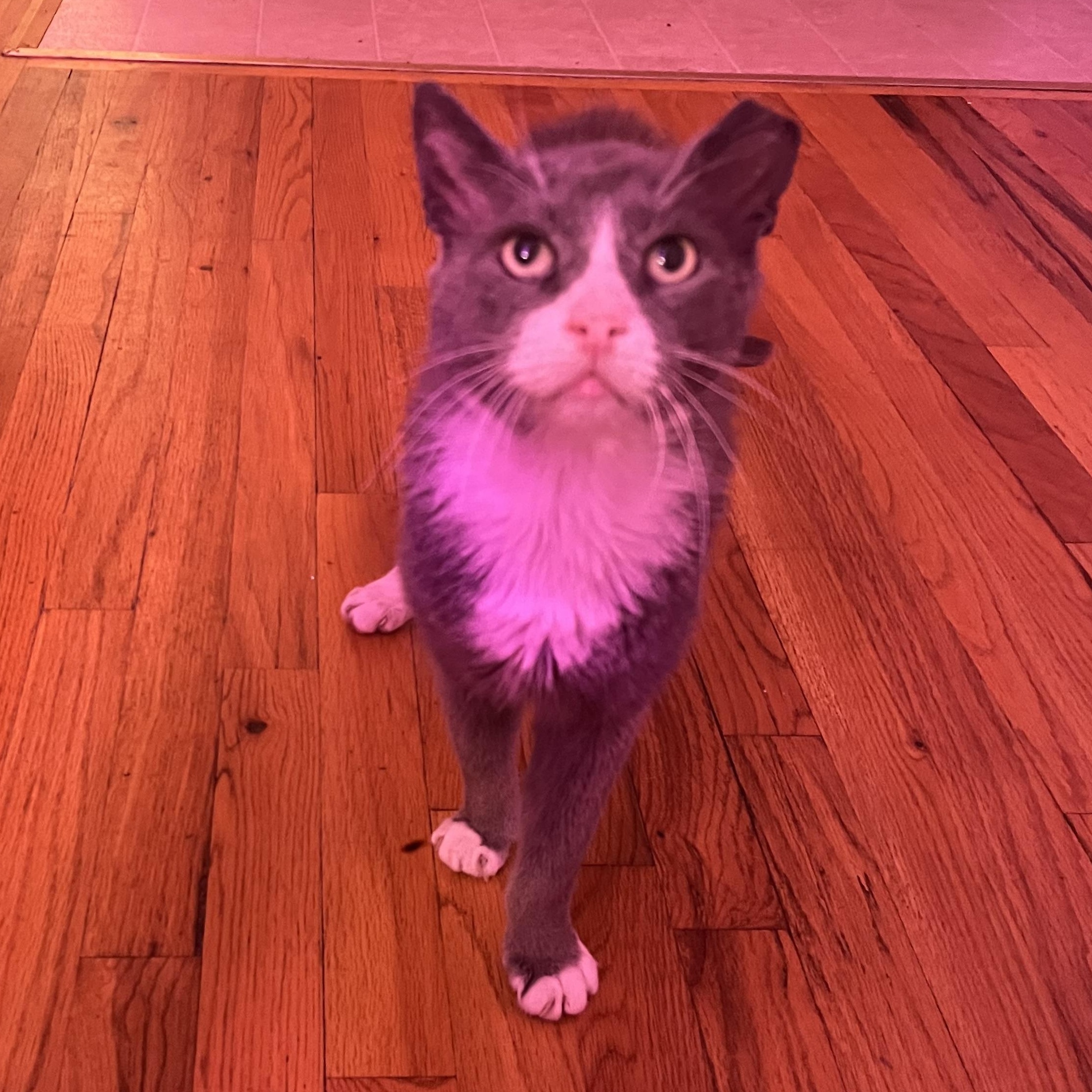 Enlarge Cloudy, a Adoptable Domestic Short Hair in Sussex, NJ image 3/3