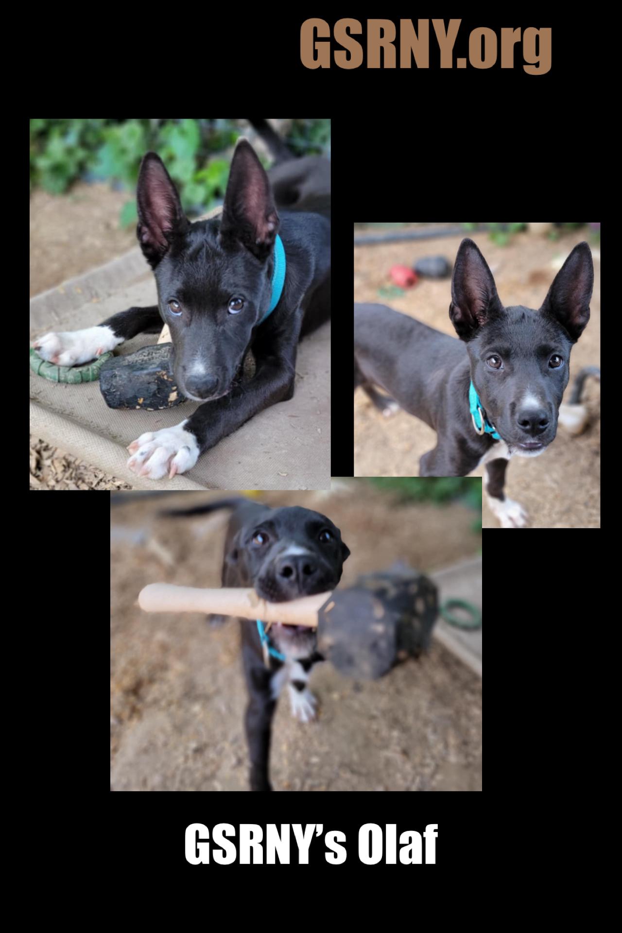 Olaf, Adopted, Young Male Mixed Breed.