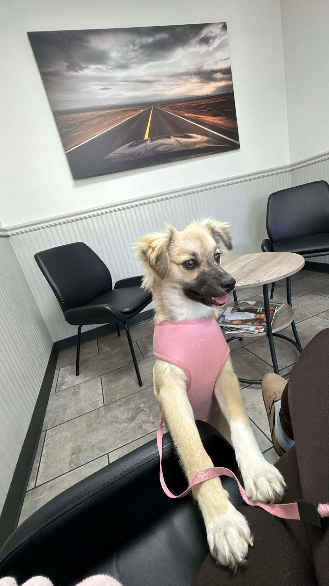 Enlarge koko, an adopted mixed breed in Cary, NC image 2/3