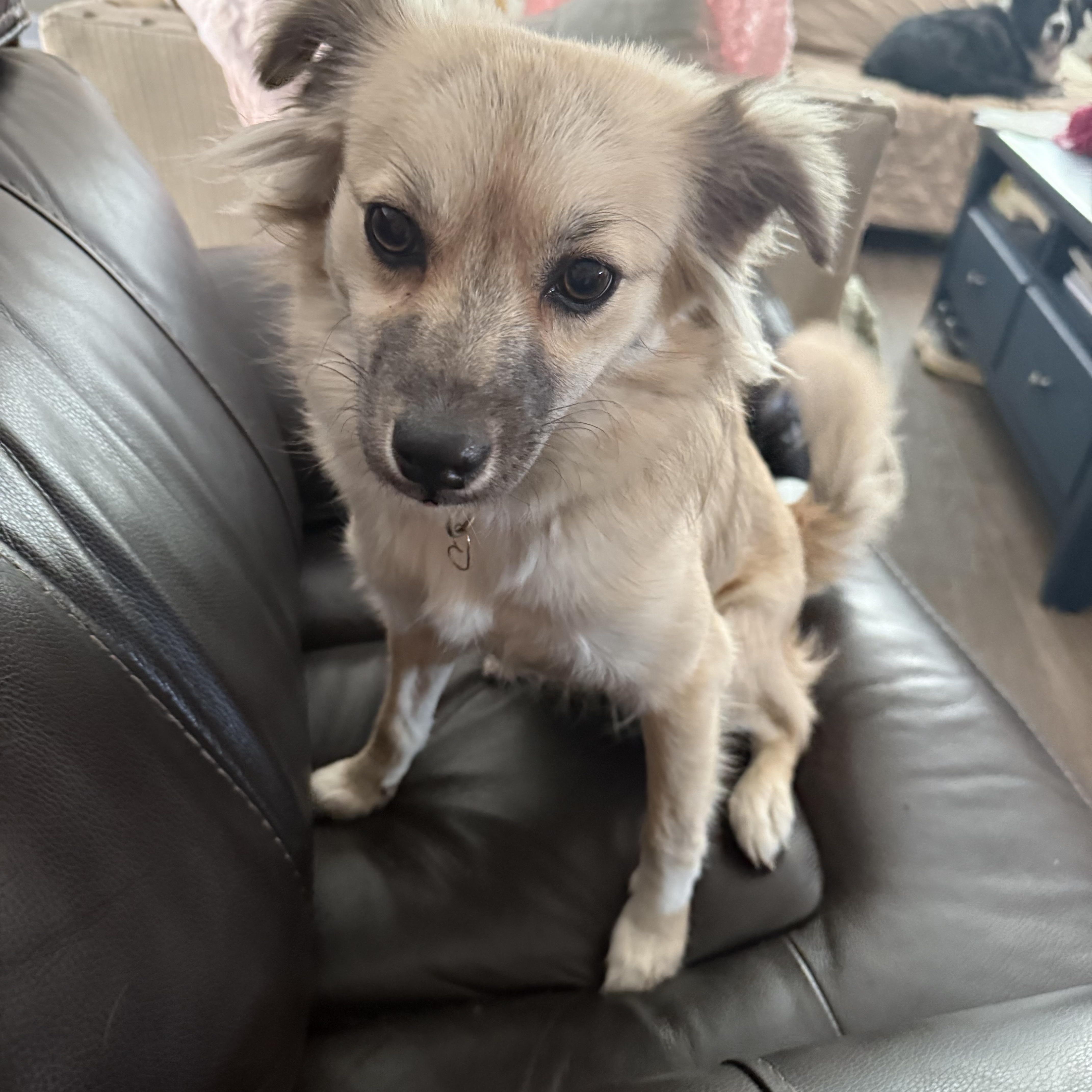 Enlarge koko, an adopted mixed breed in Cary, NC image 1/3