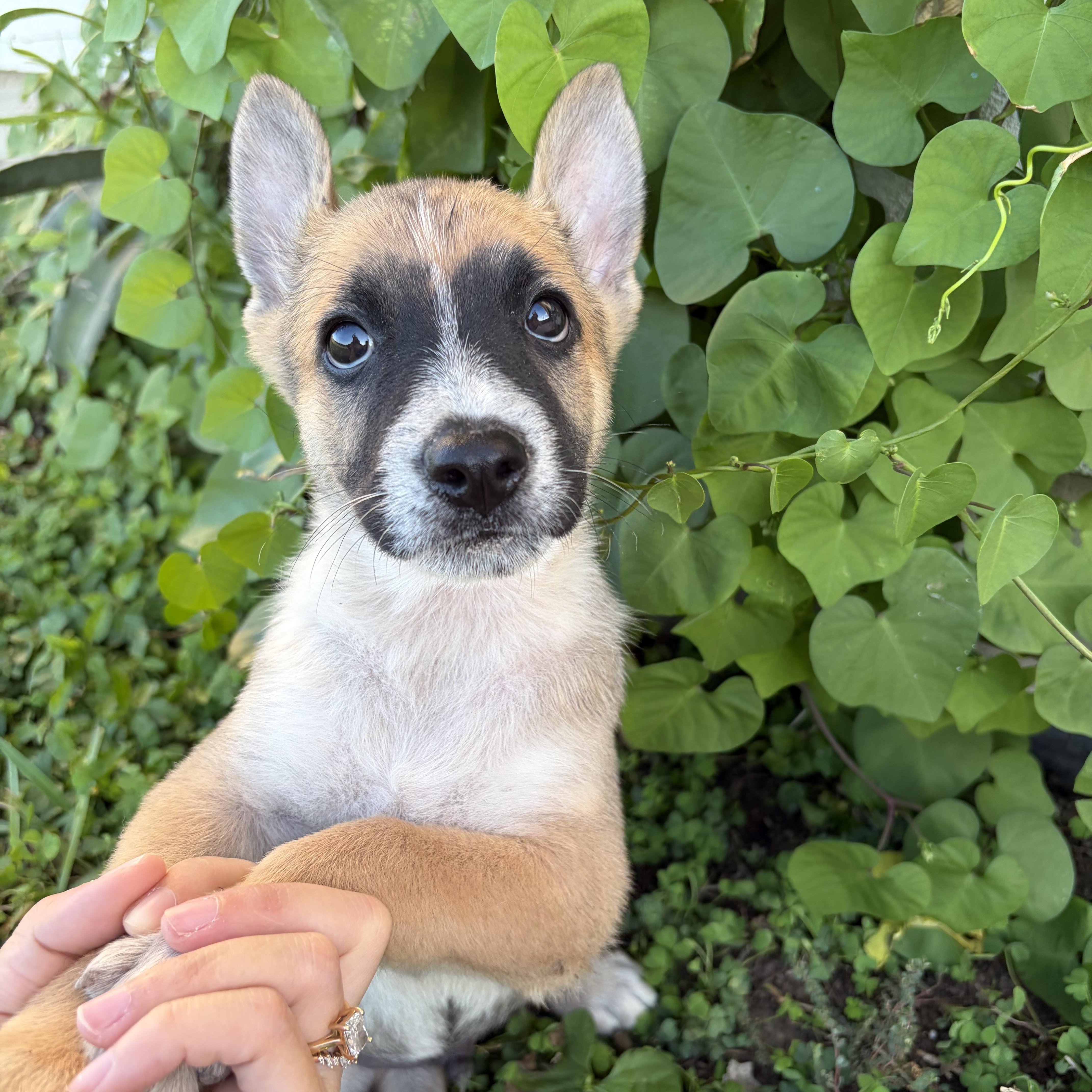 Doc, Adoptable, Puppy Male Australian Cattle Dog / Blue Heeler & German Shepherd Dog.