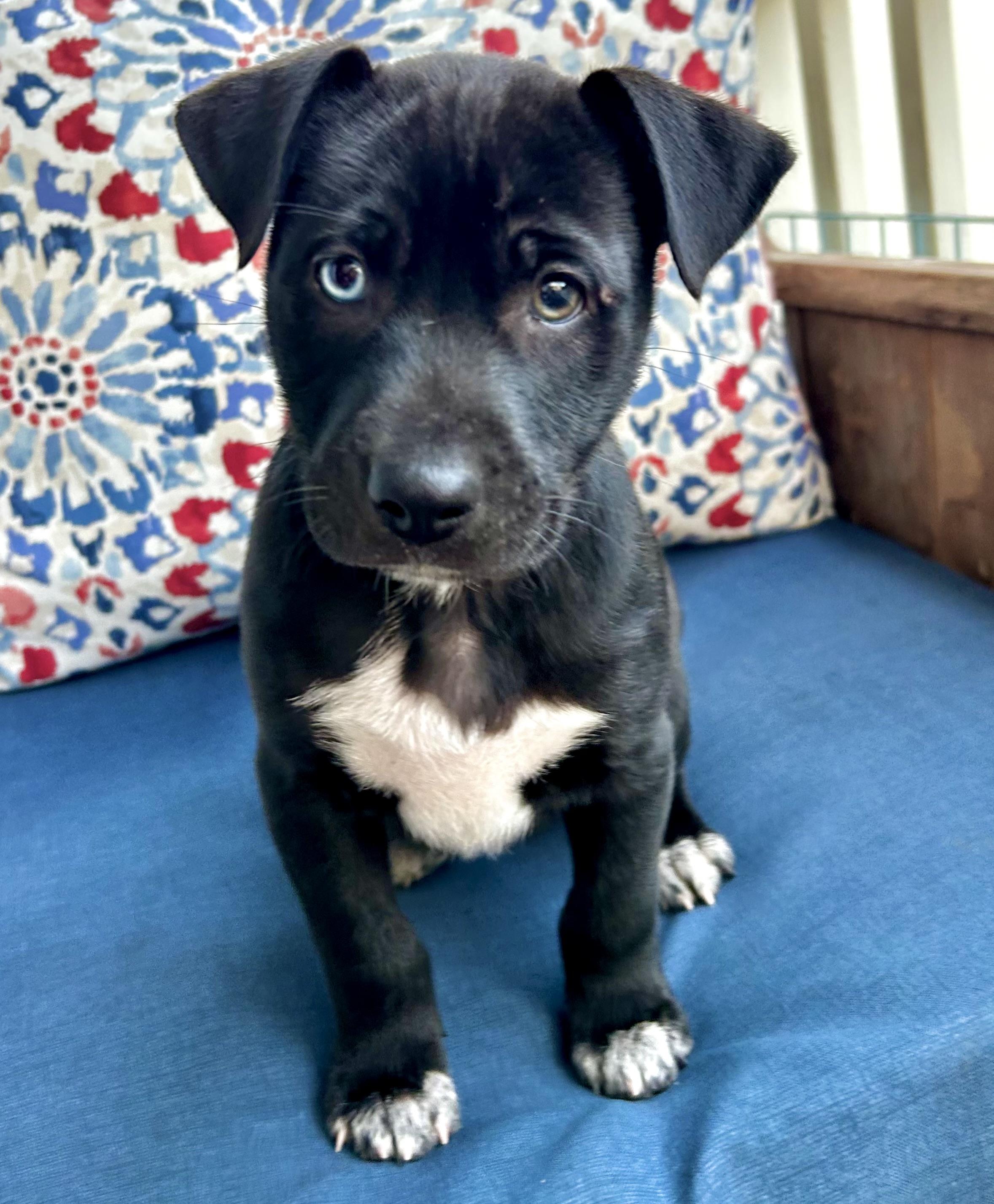 Bowie , ADOPTABLE, Puppy Male Mixed Breed.