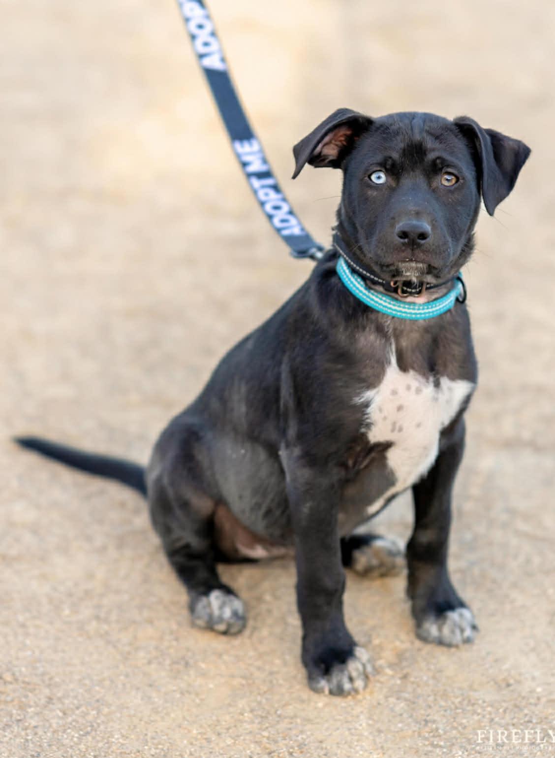 Enlarge Bowie , a ADOPTABLE mixed breed in Mt Pleasant, SC image 1/6