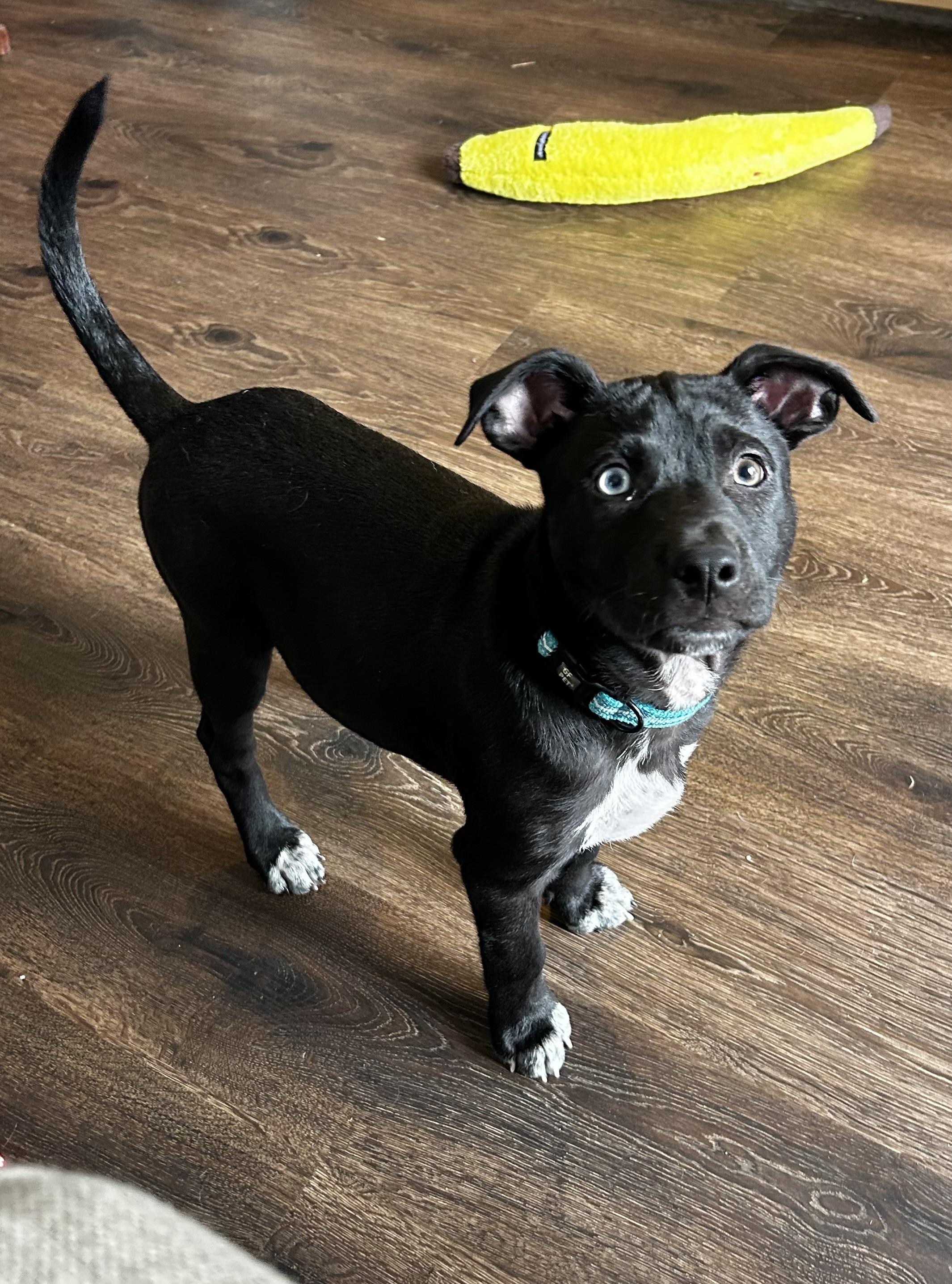 Bowie , ADOPTABLE, Puppy Male Mixed Breed.