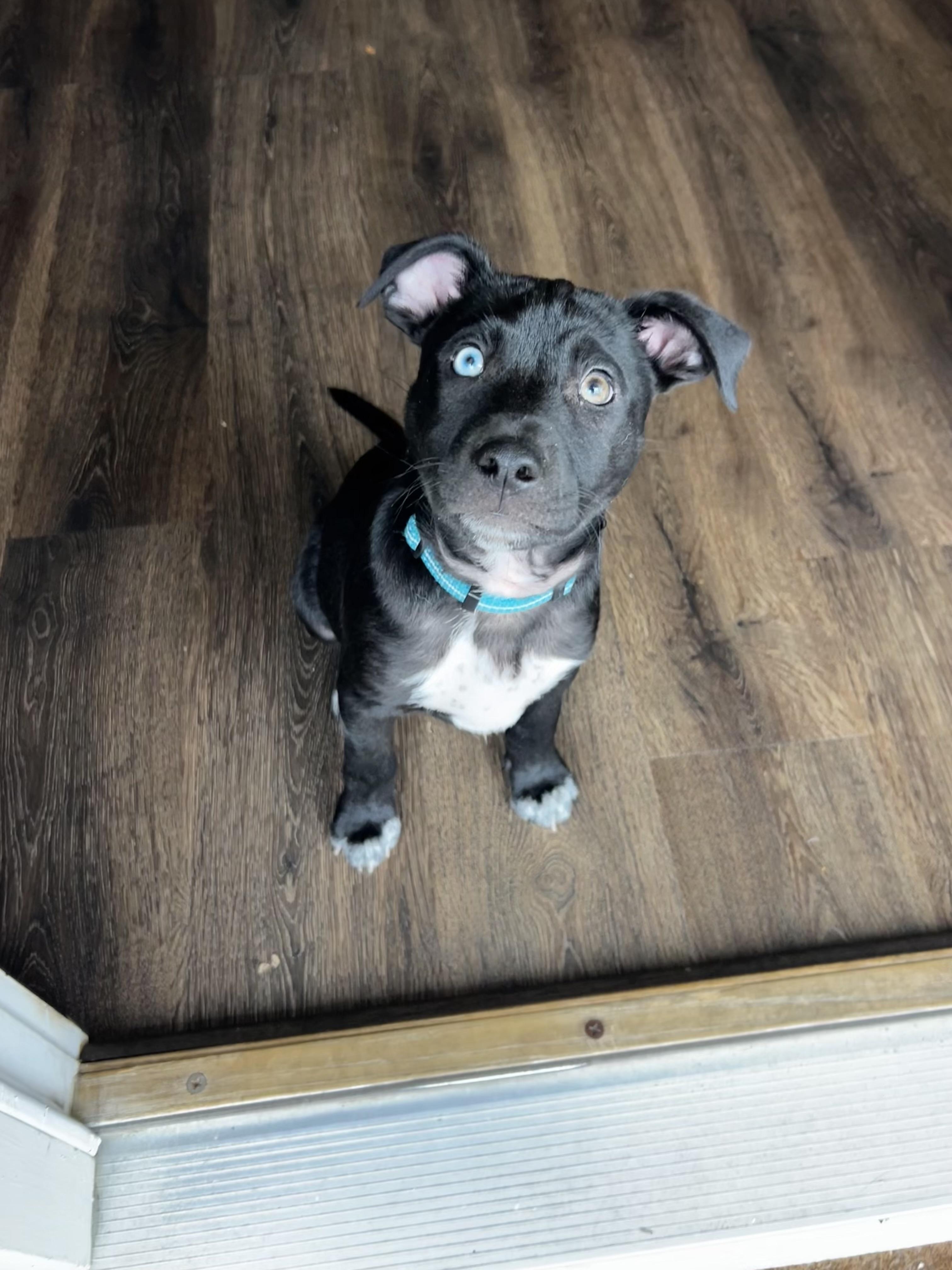 Enlarge Bowie , a ADOPTABLE mixed breed in Mt Pleasant, SC image 3/4