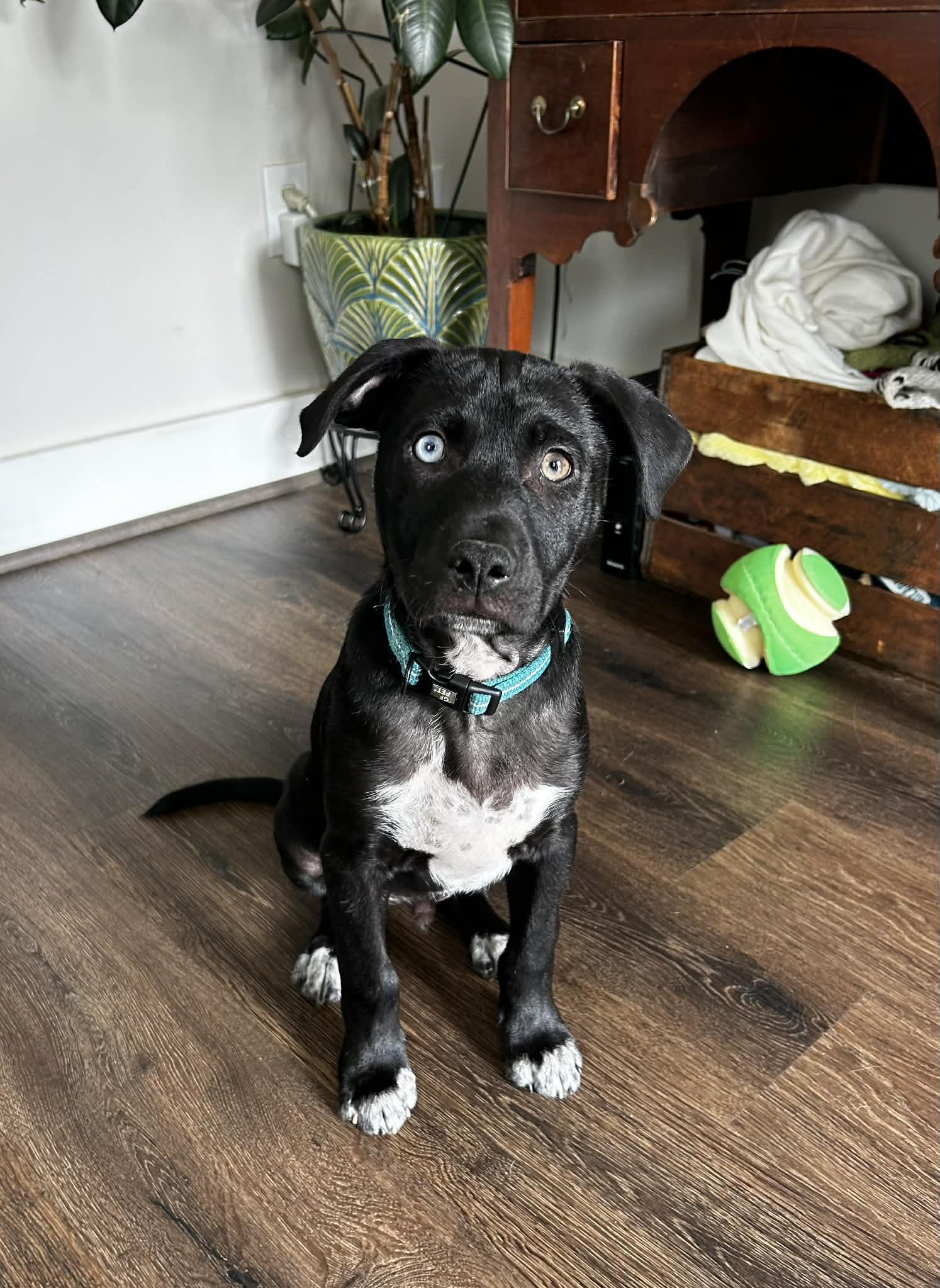 Enlarge Bowie , a ADOPTABLE mixed breed in Mt Pleasant, SC image 4/6